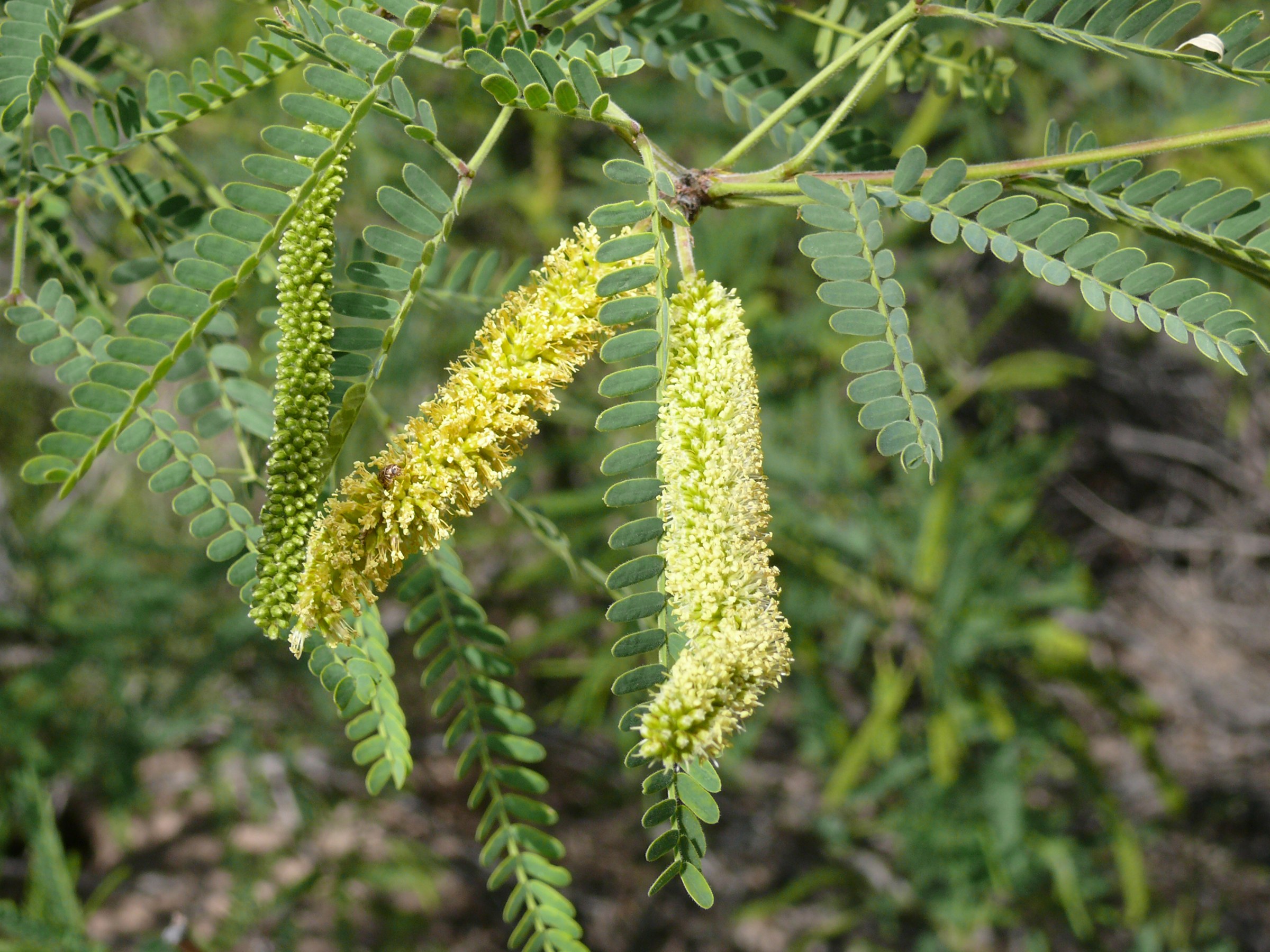 Velvet Mesquite (Prosopis velutina) - PlantNative.org Close-up of velvet mesquite (Prosopis velutina) cylindrical pale yellow-green flower catkins among feathery compound leaves