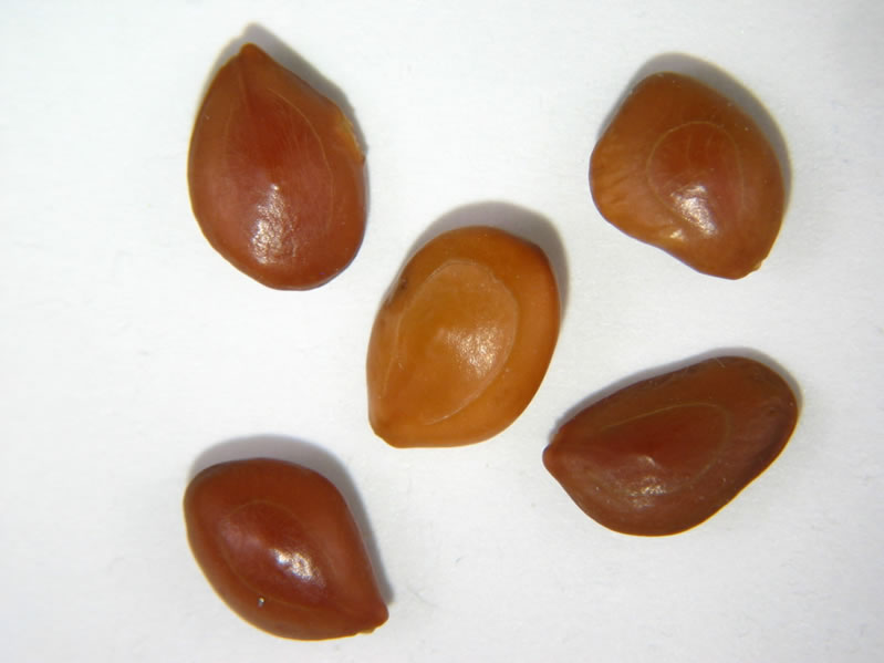 Velvet Mesquite (Prosopis velutina) - PlantNative.org Hard, glossy brown seeds of velvet mesquite (Prosopis velutina) removed from their pods