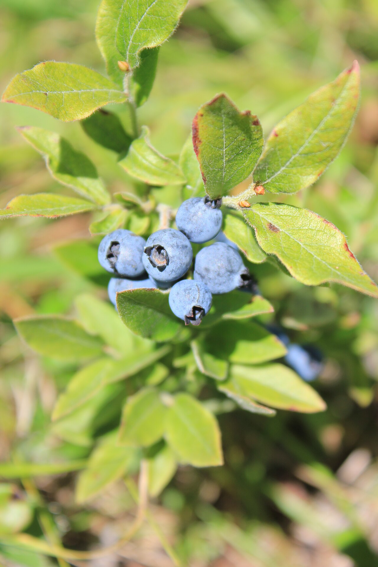 Velvetleaf Blueberry (Vaccinium myrtilloides) - PlantNative.org Cluster of ripe velvetleaf blueberry (Vaccinium myrtilloides) fruit among soft, fuzzy green leaves