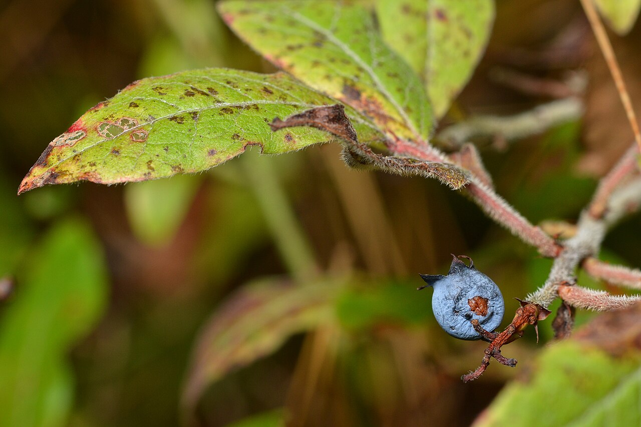 Velvetleaf Blueberry (Vaccinium myrtilloides) - PlantNative.org Single ripe velvetleaf blueberry (Vaccinium myrtilloides) berry on a twig with leaves turning fall color