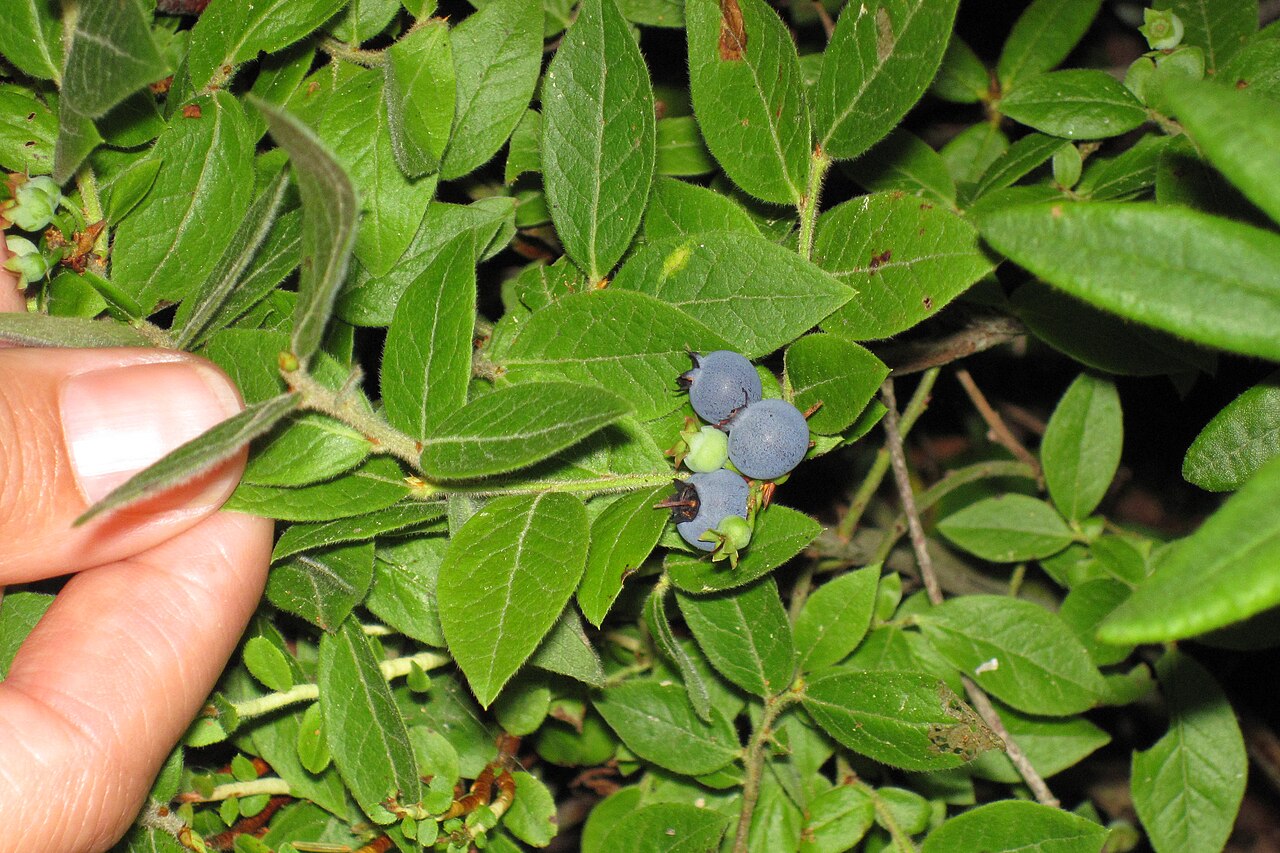 Velvetleaf Blueberry (Vaccinium myrtilloides) - PlantNative.org Hand holding velvetleaf blueberry (Vaccinium myrtilloides) twig showing soft velvety leaves and stems with ripening berries