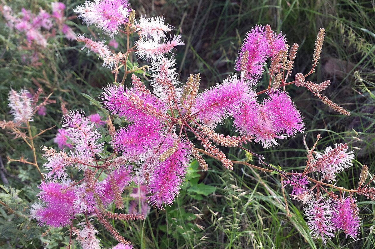 Velvetpod Mimosa (Mimosa dysocarpa) - PlantNative.org Velvetpod Mimosa (Mimosa dysocarpa) shrub covered in fuzzy pink and white puffball flower spikes