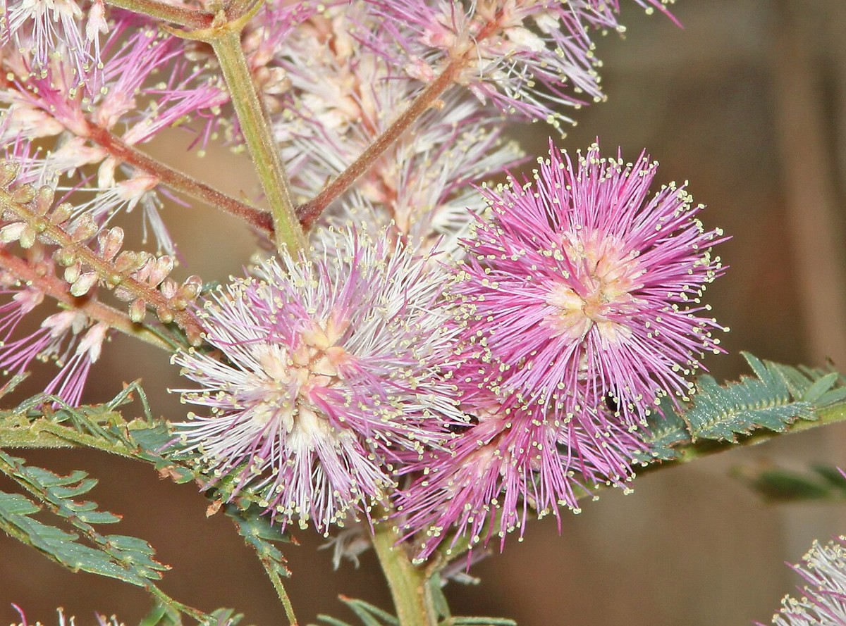 Velvetpod Mimosa (Mimosa dysocarpa) - PlantNative.org Close-up of Velvetpod Mimosa (Mimosa dysocarpa) flower spikes showing long pink and white stamens and finely divided leaflets