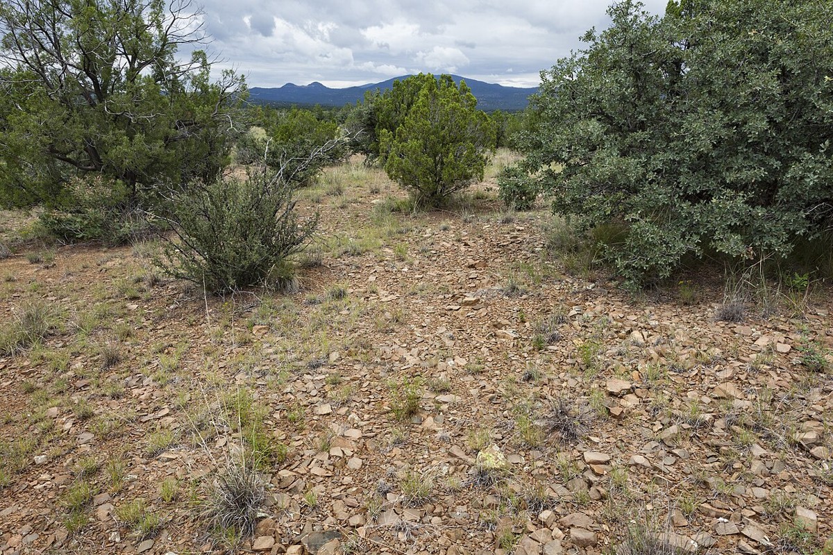 Velvetpod Mimosa (Mimosa dysocarpa) - PlantNative.org Rocky oak-juniper bajada habitat in the Pinos Altos Range, New Mexico, where Velvetpod Mimosa grows among junipers and shrub oaks