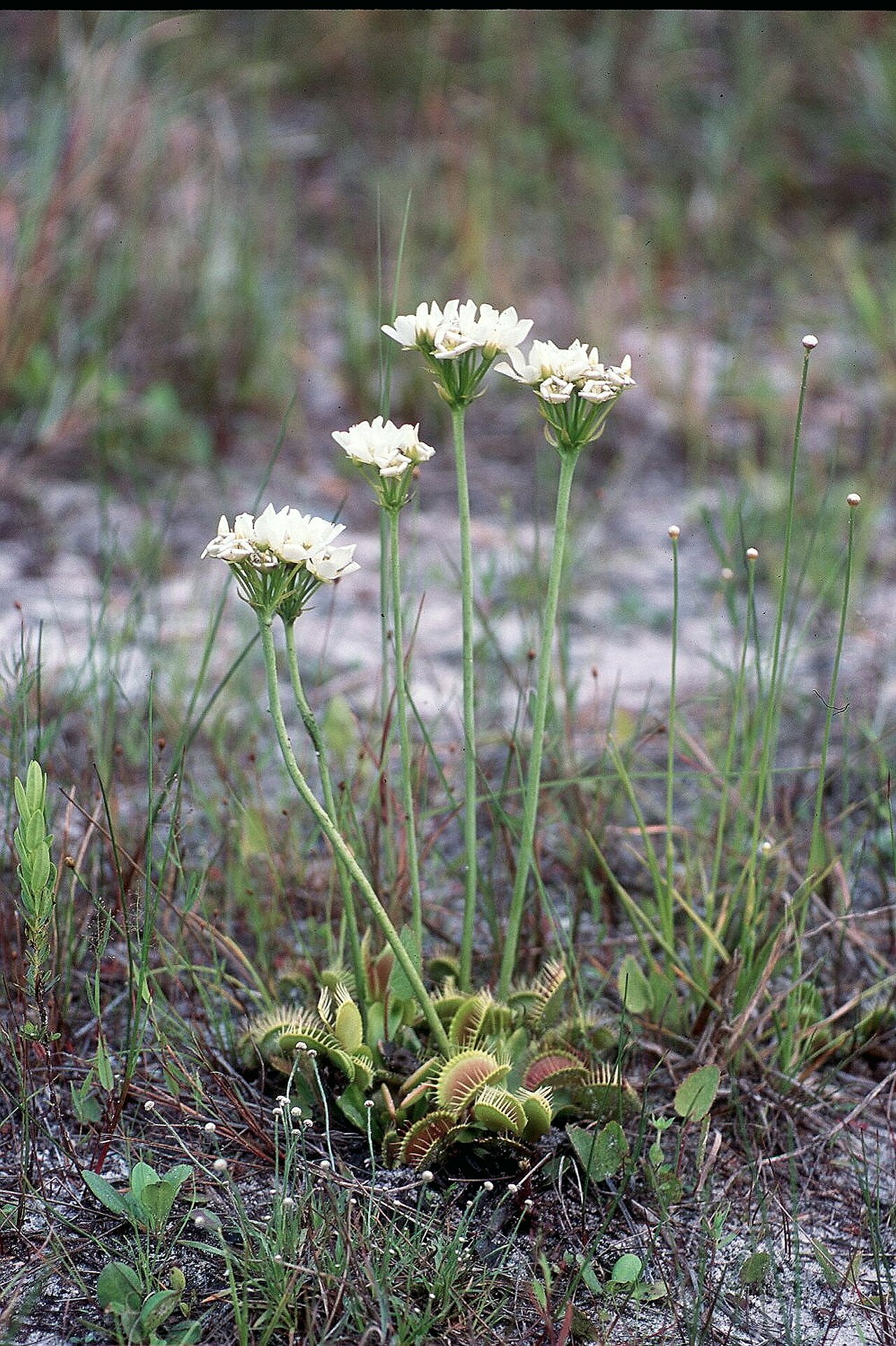 Wild Venus flytrap (Dionaea muscipula) with tall stalks of white flowers above a rosette of traps on sandy soil