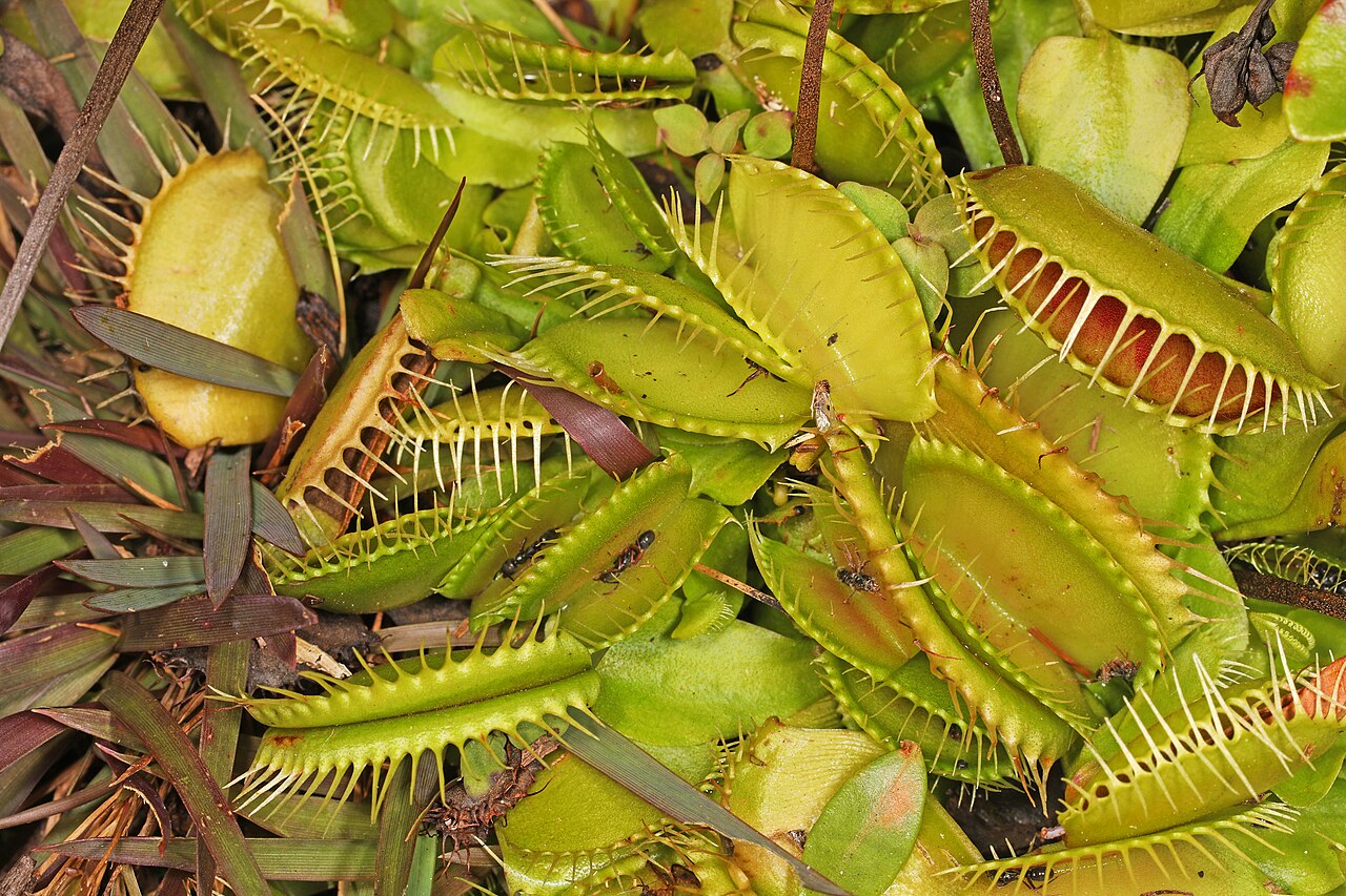 Wild Venus flytraps (Dionaea muscipula) with open toothed traps growing among grasses in the Green Swamp, North Carolina