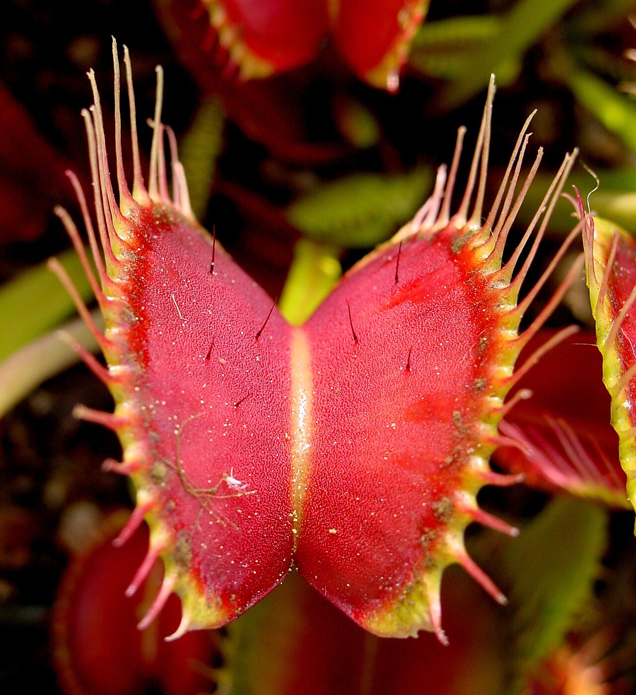 Close-up of an open red Venus flytrap (Dionaea muscipula) trap showing the small trigger hairs on each lobe