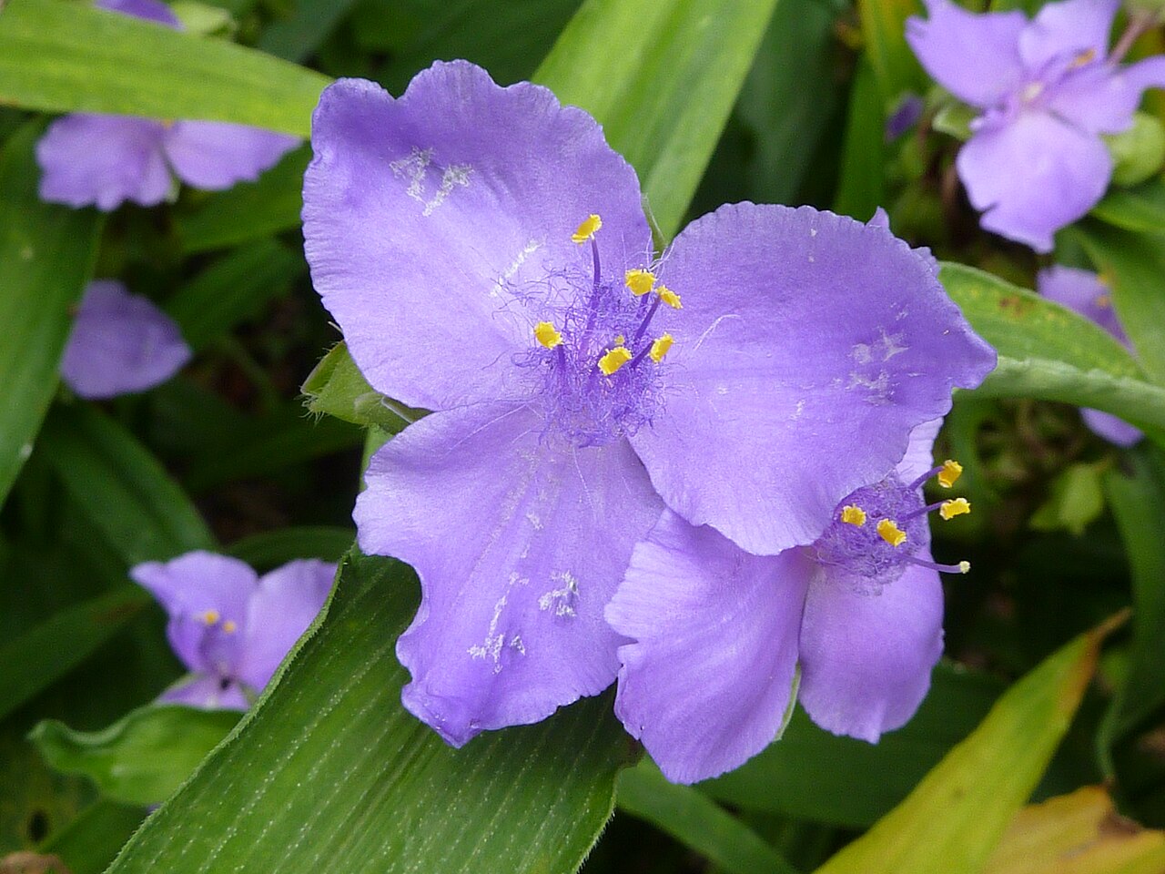 Close-up of a Virginia Spiderwort (Tradescantia virginiana) flower showing three violet-blue petals and fuzzy yellow-tipped stamens
