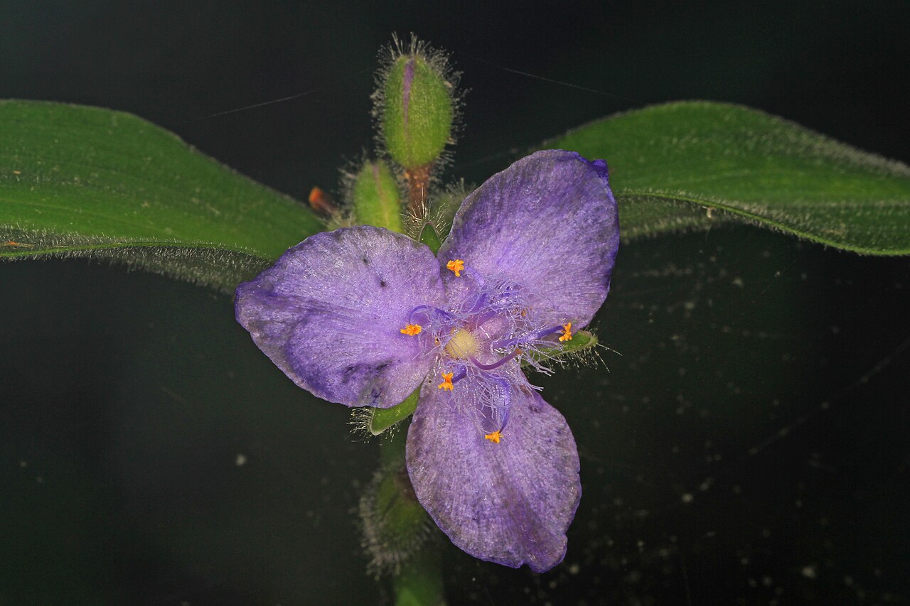 Virginia Spiderwort (Tradescantia virginiana) growing wild in Great Smoky Mountains National Park, North Carolina