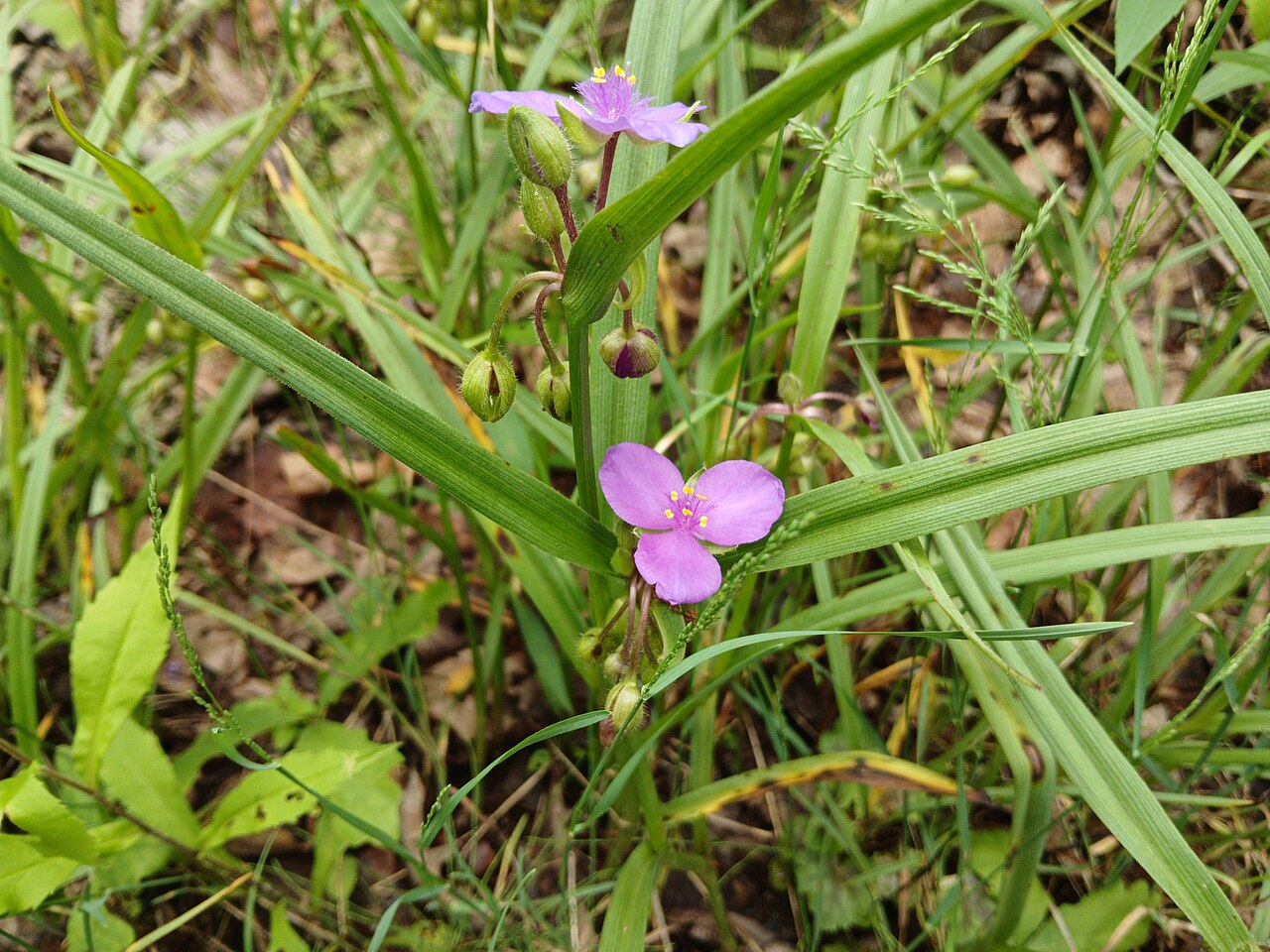 Virginia Spiderwort (Tradescantia virginiana)