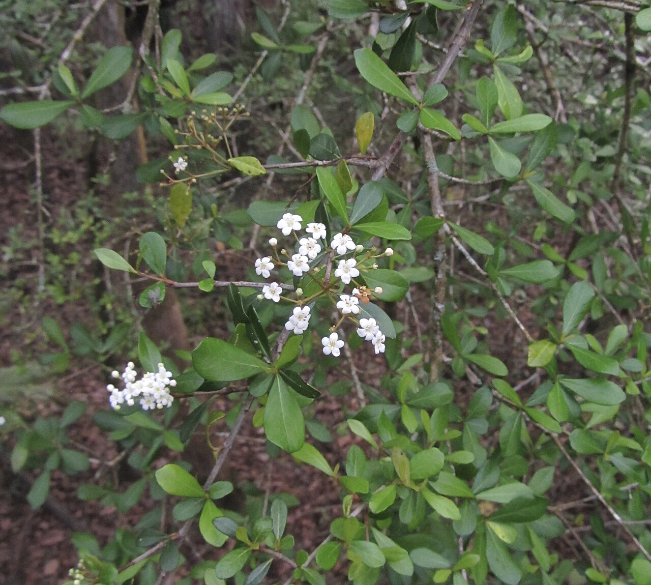 Walter's Viburnum (Viburnum obovatum) - PlantNative.org Walter's Viburnum (Viburnum obovatum) branch covered in small white flower clusters growing wild in a Florida woodland