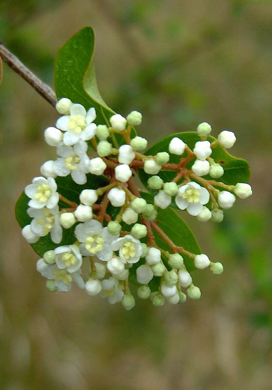 Walter's Viburnum (Viburnum obovatum) - PlantNative.org Close-up of small white five-petaled flower clusters with yellow centers on Walter's Viburnum (Viburnum obovatum)