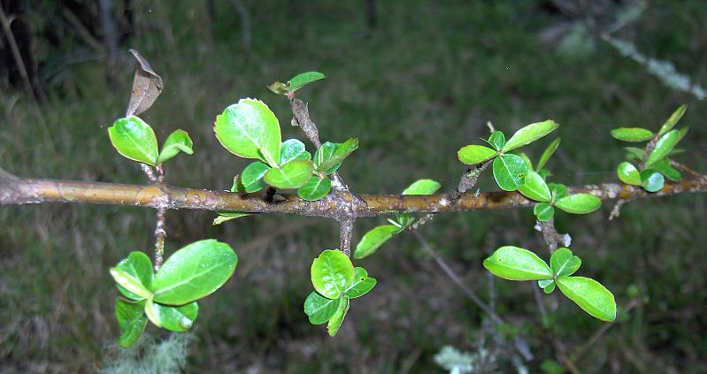 Walter's Viburnum (Viburnum obovatum) - PlantNative.org New light-green leaf growth along a stem of Walter's Viburnum (Viburnum obovatum)