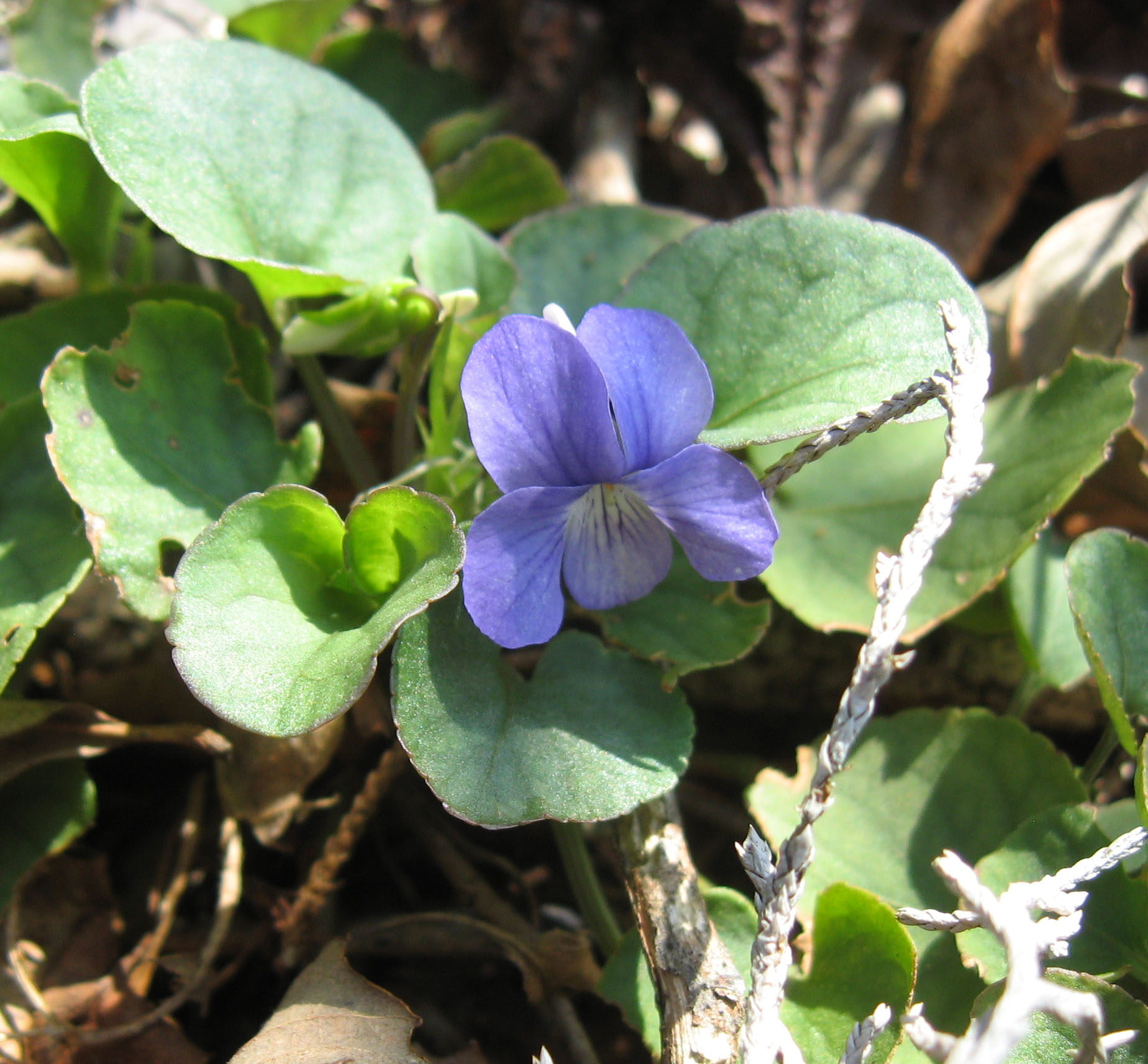 Walter's Violet (Viola walteri) - PlantNative.org Walter's violet (Viola walteri) flowering among rounded, heart-shaped leaves on a woodland floor
