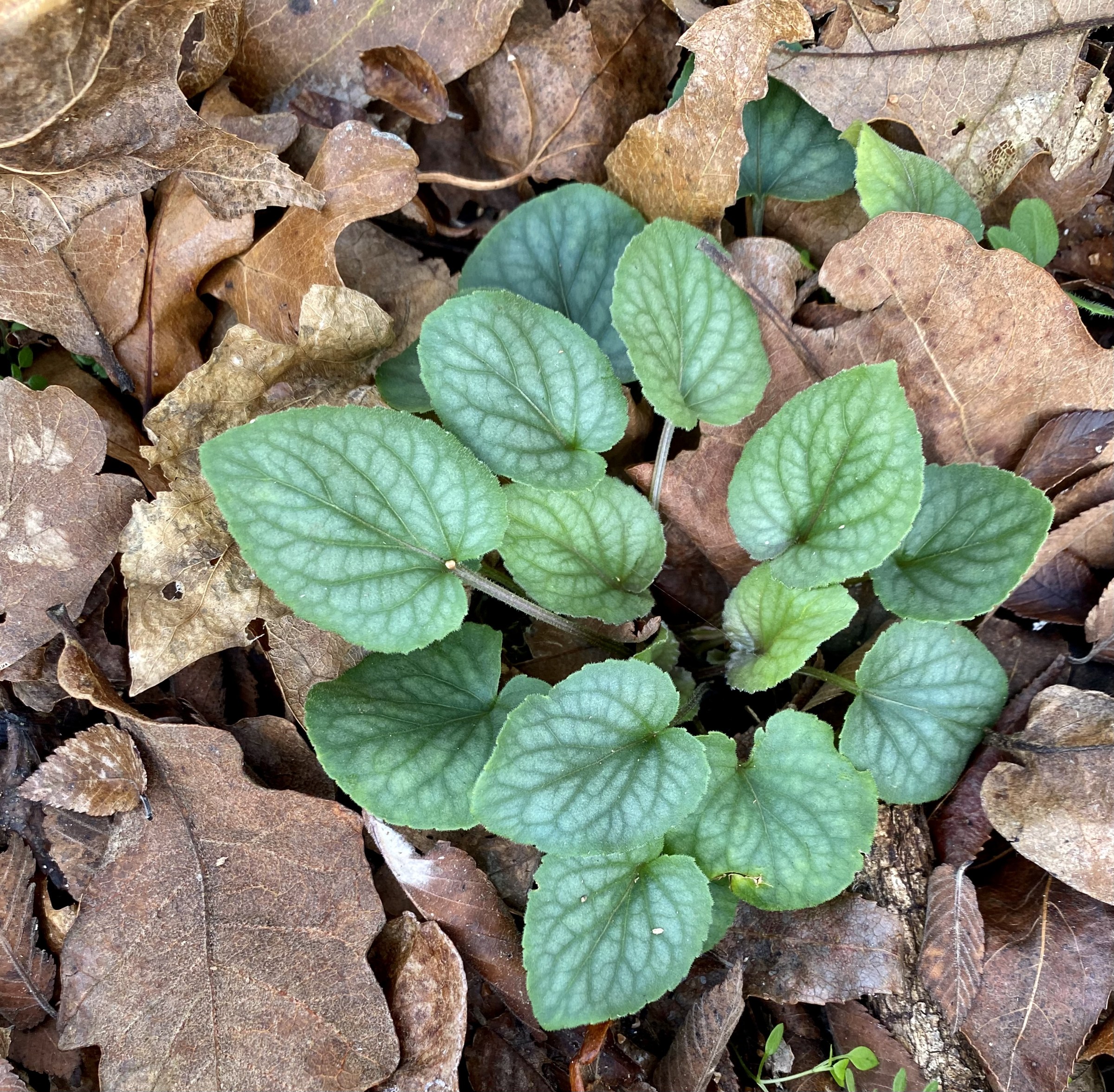 Walter's Violet (Viola walteri) - PlantNative.org Close-up of Walter's violet (Viola walteri) heart-shaped leaves with silvery venation among fallen leaf litter