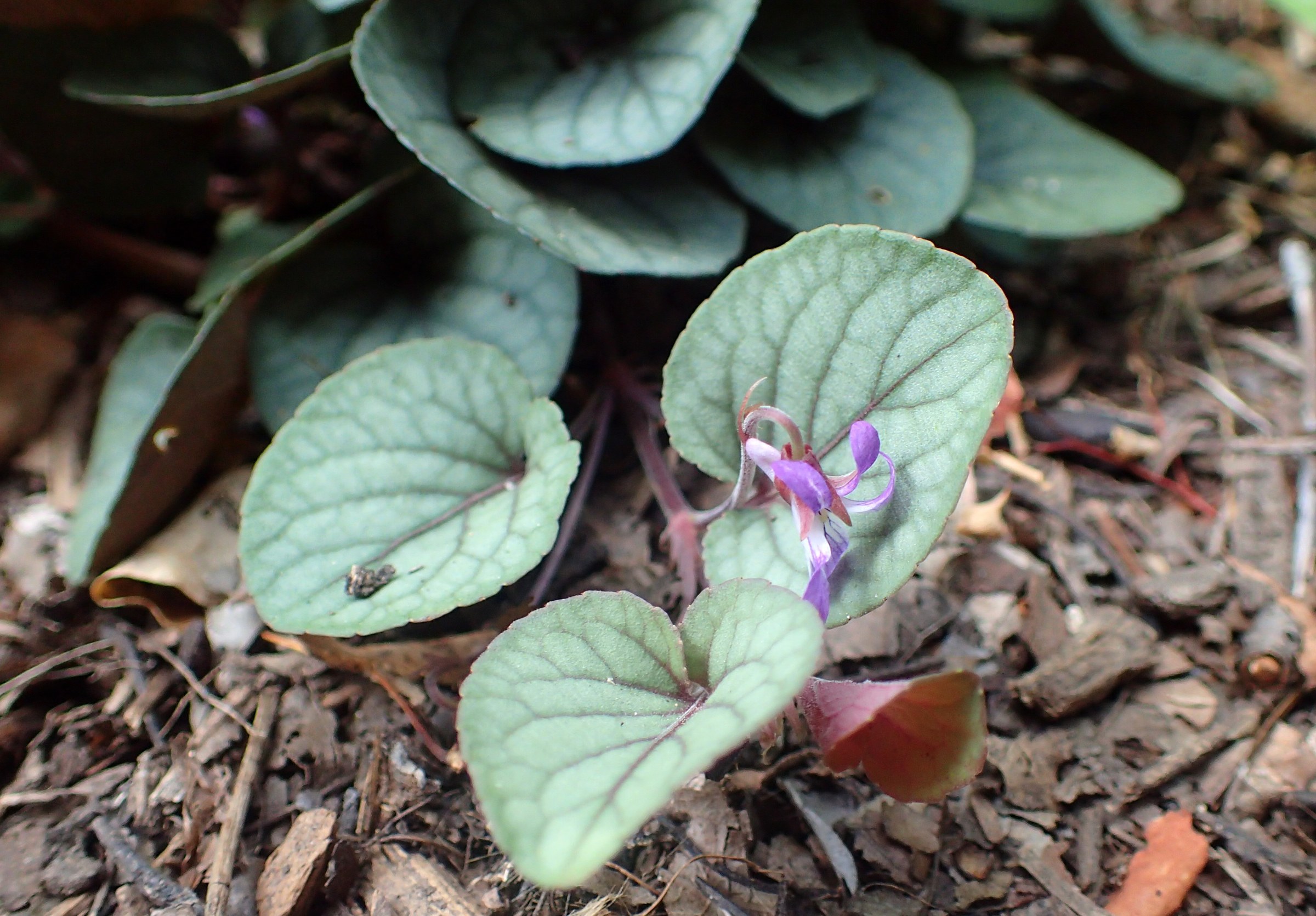 Walter's Violet (Viola walteri) - PlantNative.org Walter's violet 'Silver Gem' cultivar showing silver-mottled leaves and a small lavender flower in cultivation