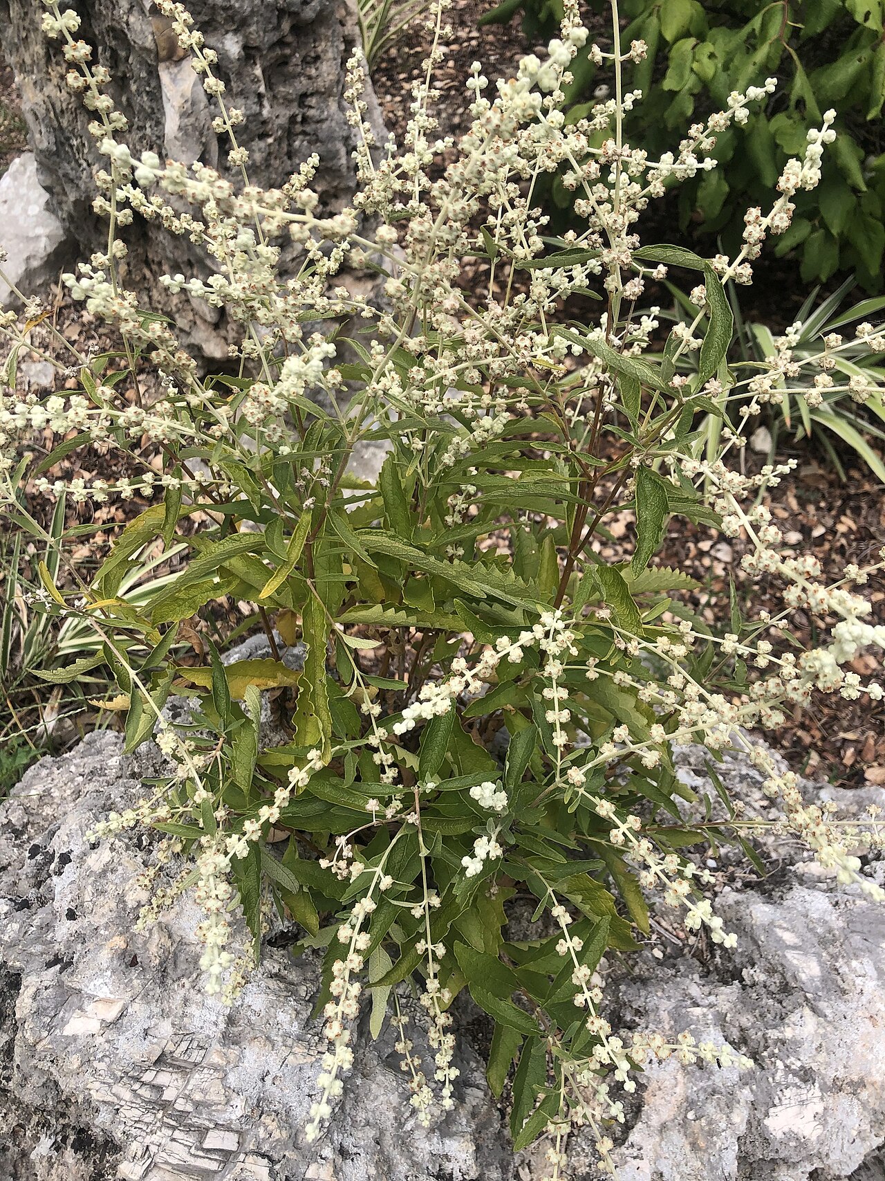 Wand Butterflybush (Buddleja racemosa) - PlantNative.org Wand Butterflybush (Buddleja racemosa) growing from a limestone outcrop with slender wand-like flower spikes