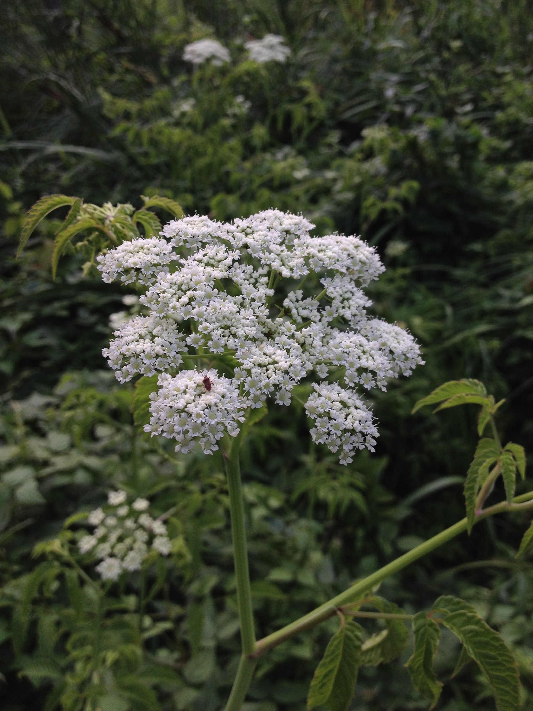 Water Hemlock (Cicuta maculata) - PlantNative.org Water hemlock (Cicuta maculata) in flower, a tall wetland plant with flat-topped white flower clusters