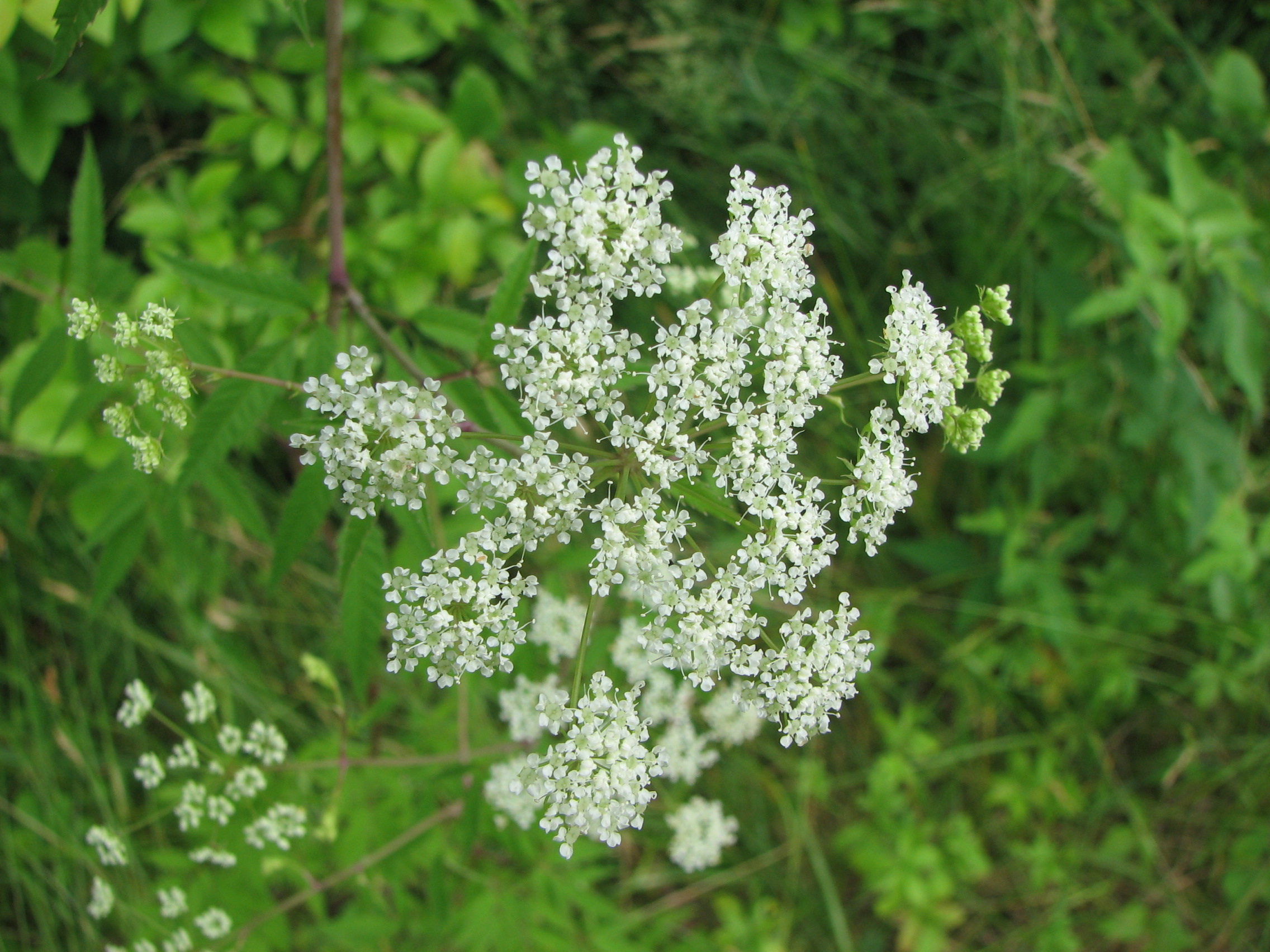 Water Hemlock (Cicuta maculata) - PlantNative.org Close-up of a water hemlock (Cicuta maculata) flower umbel, a compound cluster of small white five-petaled flowers
