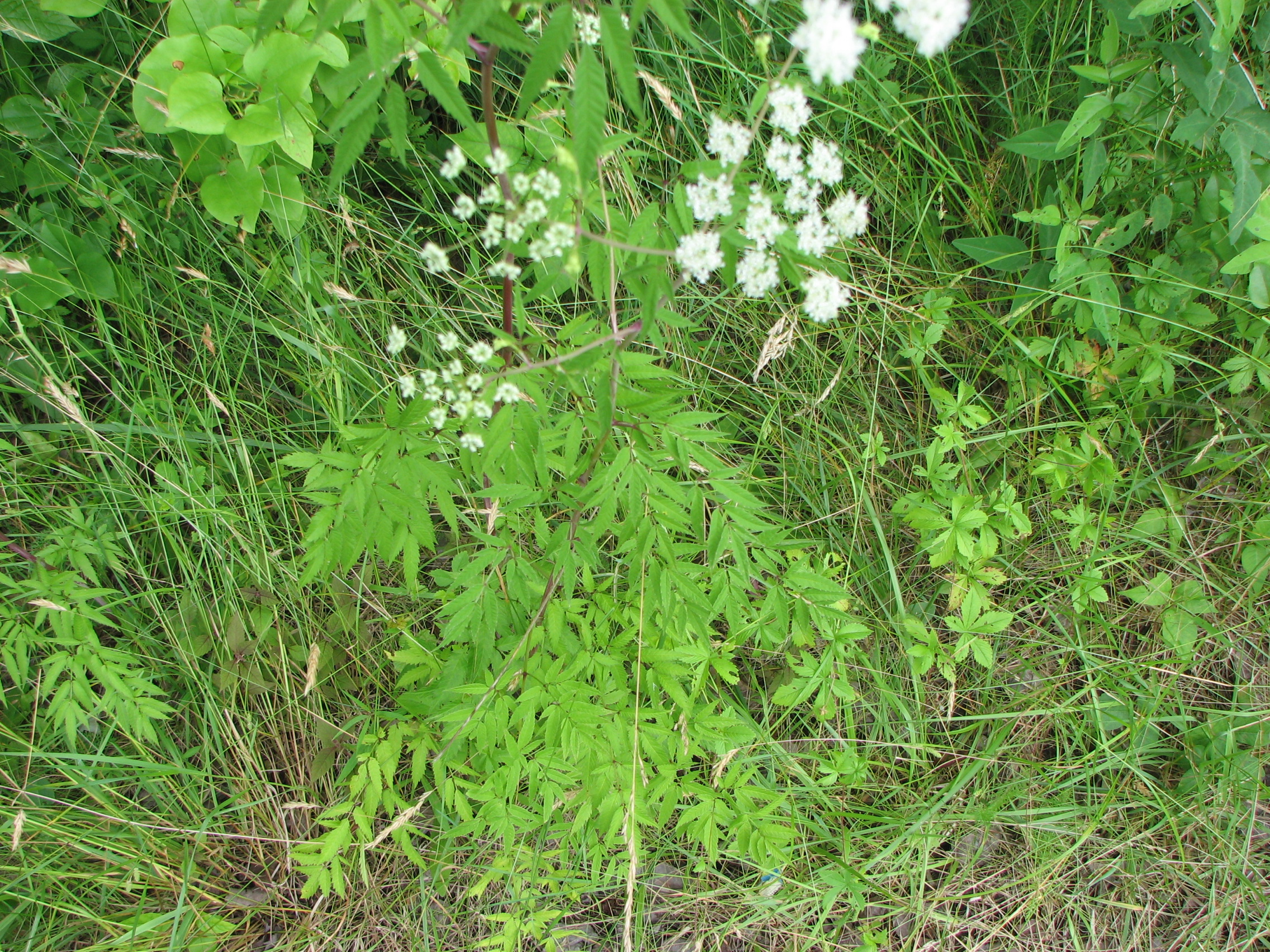 Water Hemlock (Cicuta maculata) - PlantNative.org Water hemlock (Cicuta maculata) stem and compound, fern-like leaves growing in a wet roadside ditch