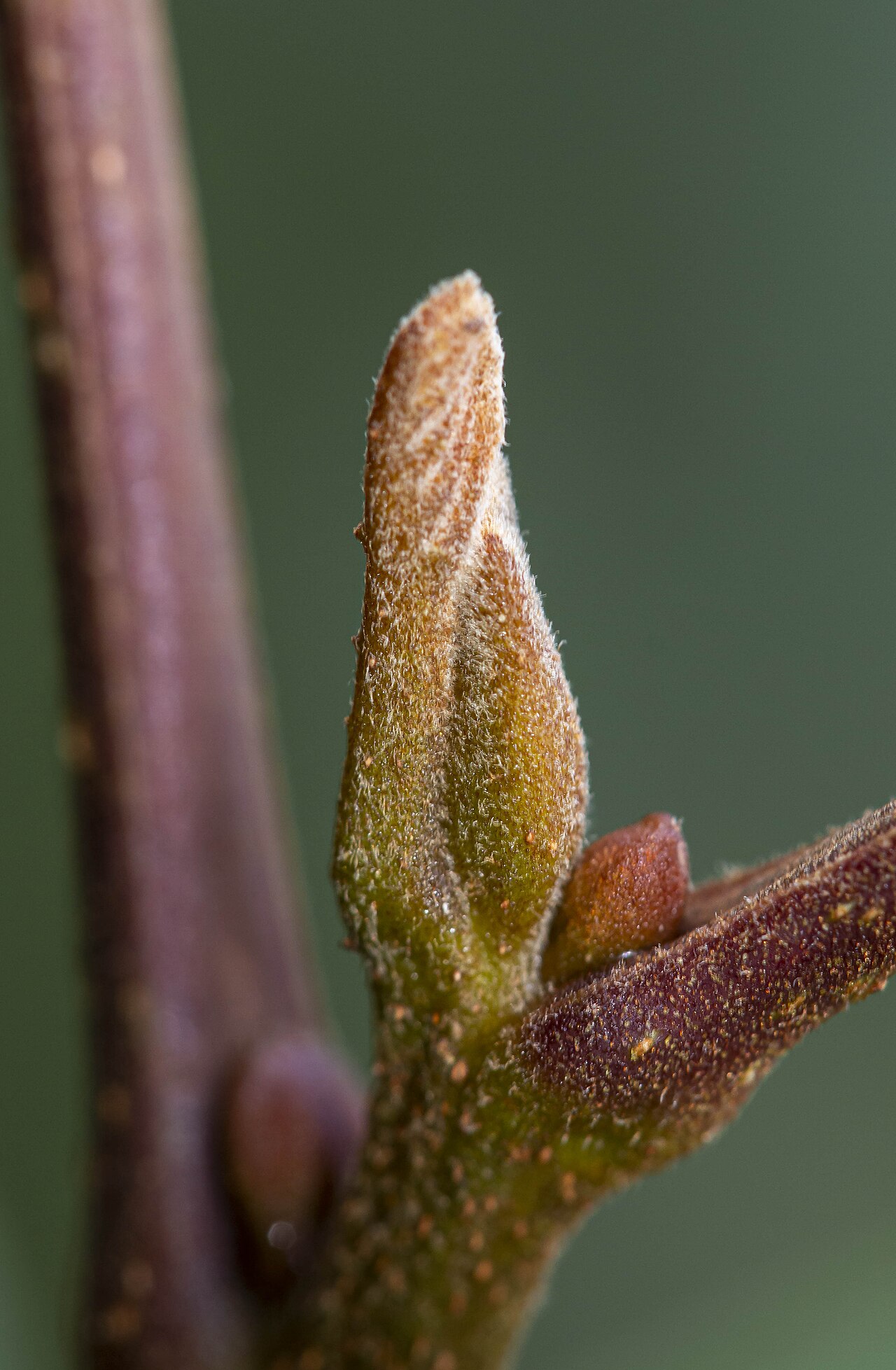 Detail of a single water hickory (Carya aquatica) dormant bud showing fuzzy, non-overlapping bud scales
