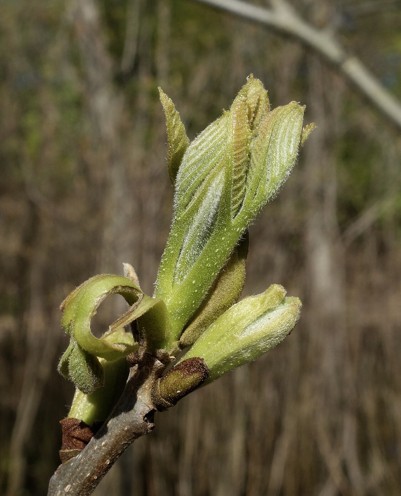 Close-up of water hickory (Carya aquatica) bud break showing fuzzy, pleated young leaves emerging in spring