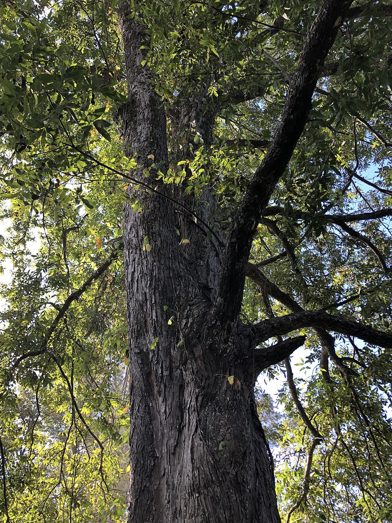 Mature water hickory (Carya aquatica) trunk with deeply furrowed, shaggy bark rising into a leafy canopy