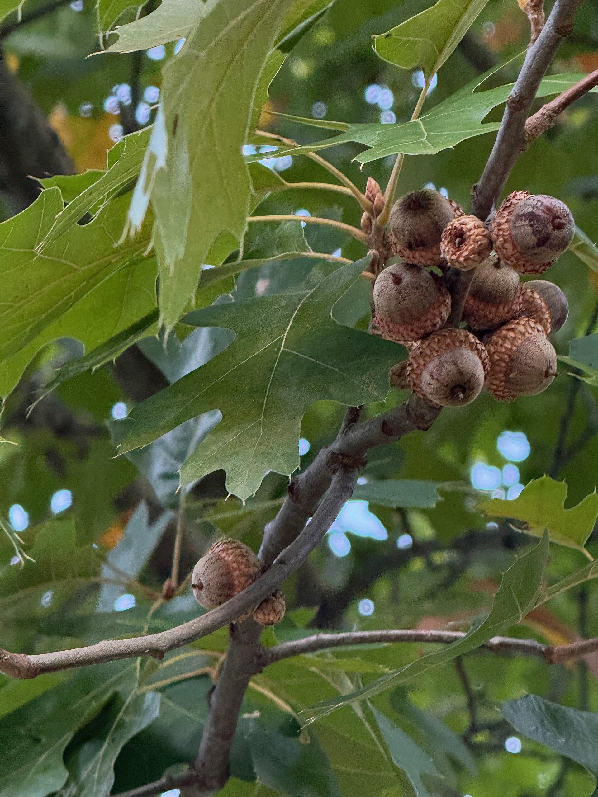Water Oak (Quercus nigra) - PlantNative.org Cluster of small rounded water oak (Quercus nigra) acorns with shallow caps among spatula-shaped leaves