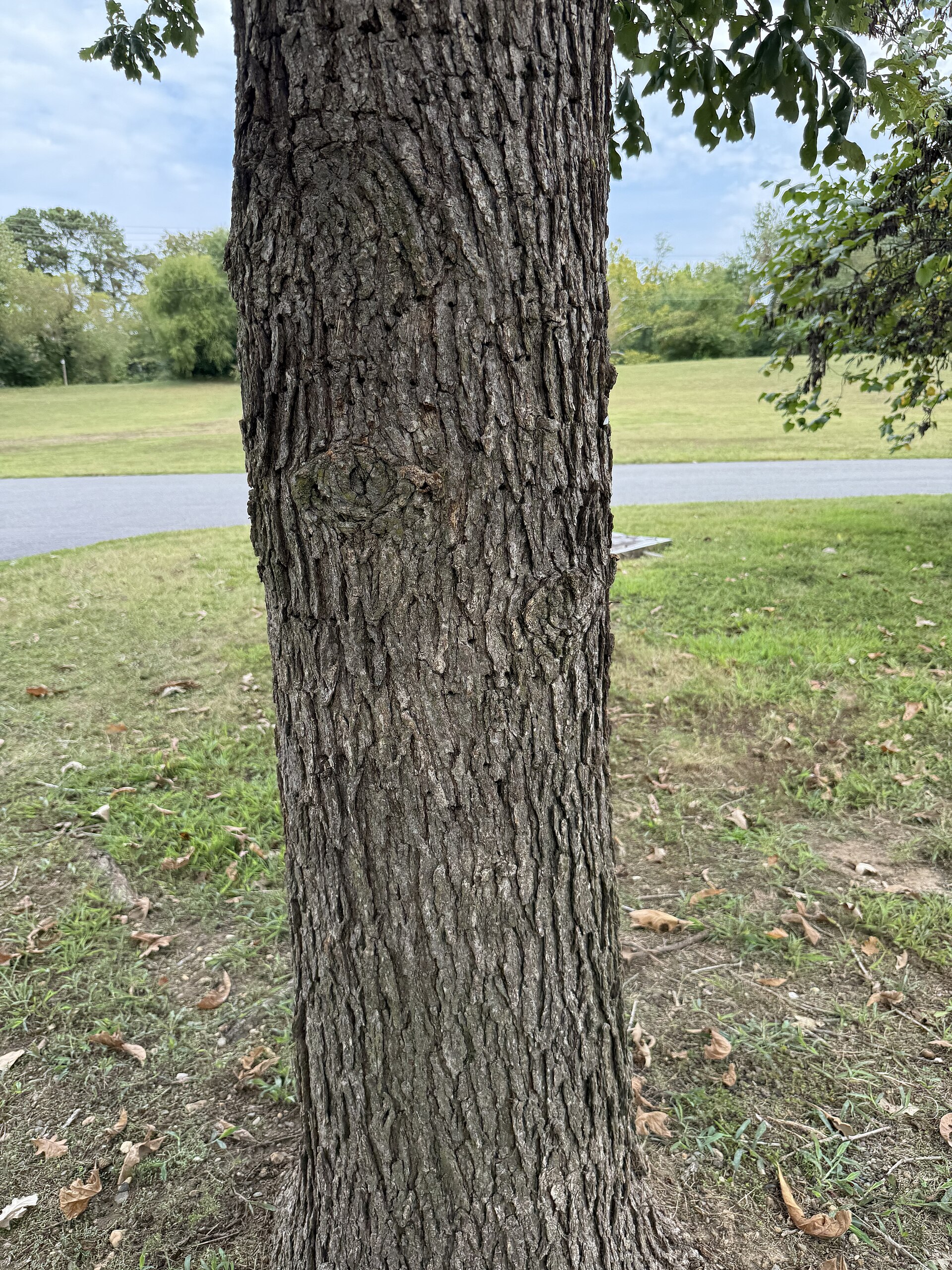 Water Oak (Quercus nigra) - PlantNative.org Gray-black ridged bark of a mature water oak (Quercus nigra) trunk