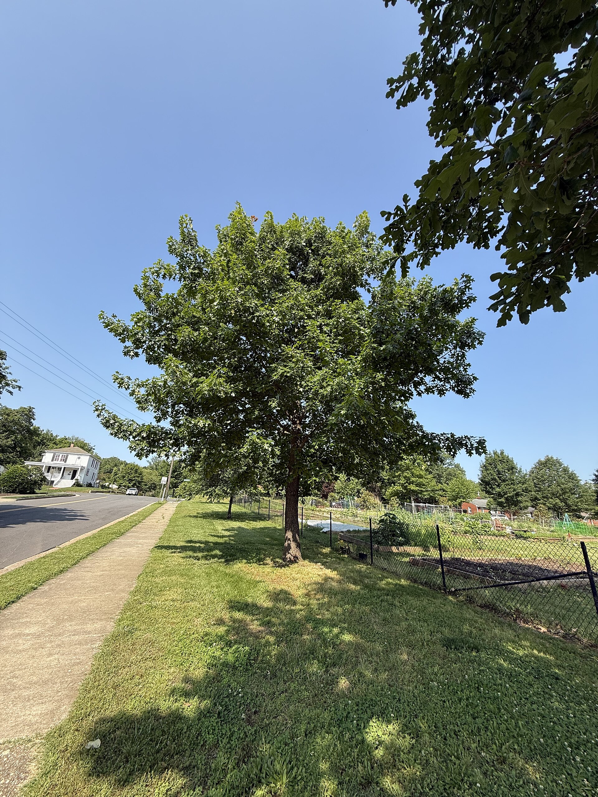 Water Oak (Quercus nigra) - PlantNative.org Young water oak (Quercus nigra) with a full rounded crown of dark green leaves growing beside a road