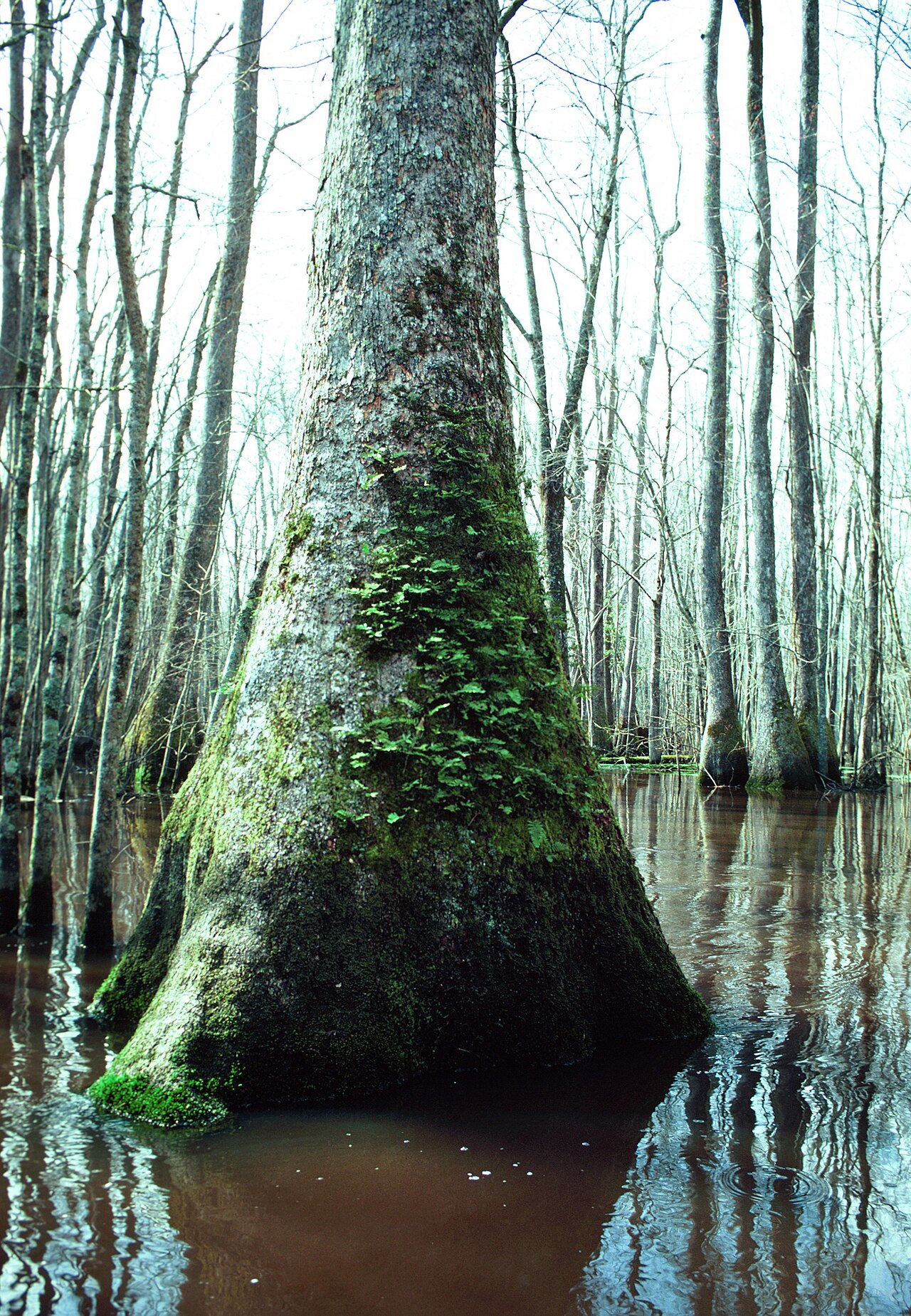 Mature water tupelo (Nyssa aquatica) tree showing its characteristic swollen, buttressed trunk base standing in a flooded southern swamp