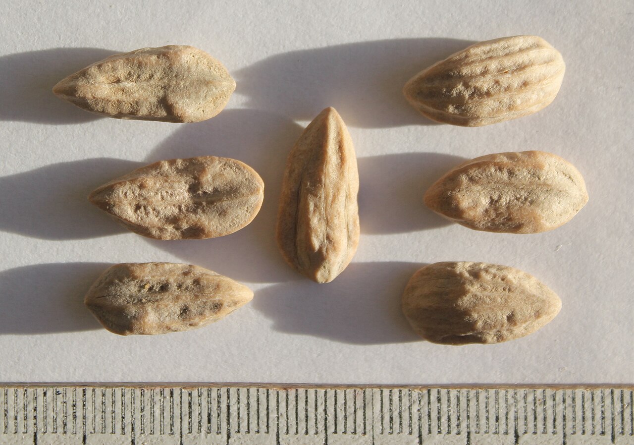 Close-up of water tupelo (Nyssa aquatica) seeds showing their ridged, football-shaped stones next to a ruler for scale