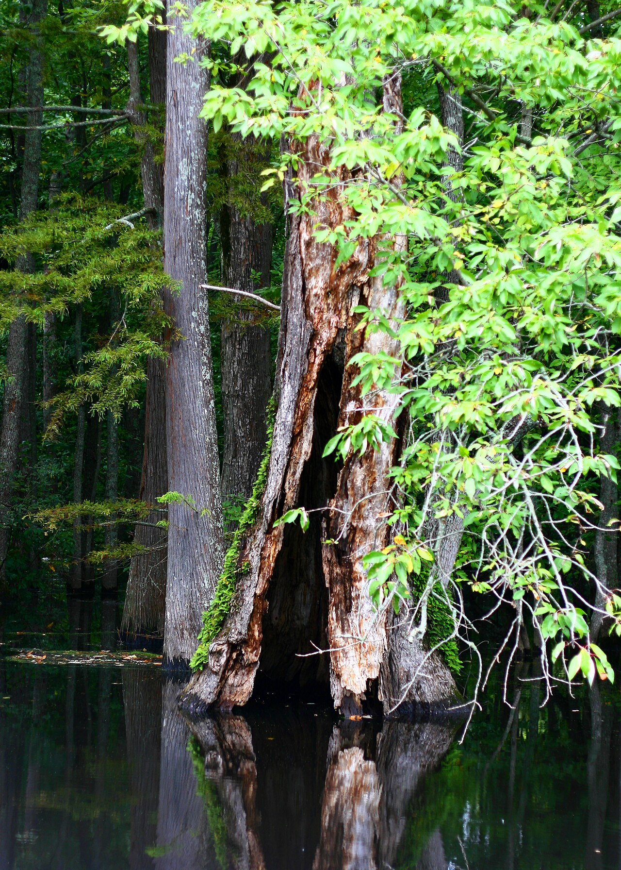 Old water tupelo (Nyssa aquatica) trunk with basal decay standing in a flooded swamp, Arkansas