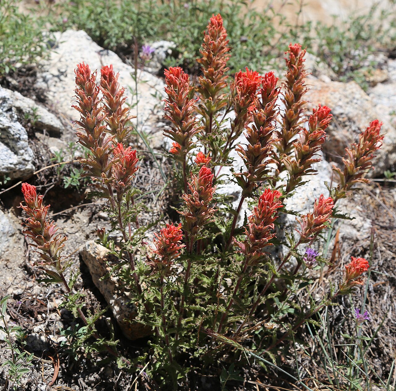 Wavy-leaved Paintbrush (Castilleja applegatei) - PlantNative.org Wavy-leaved paintbrush (Castilleja applegatei) clump with brick-red flower spikes growing among granite boulders