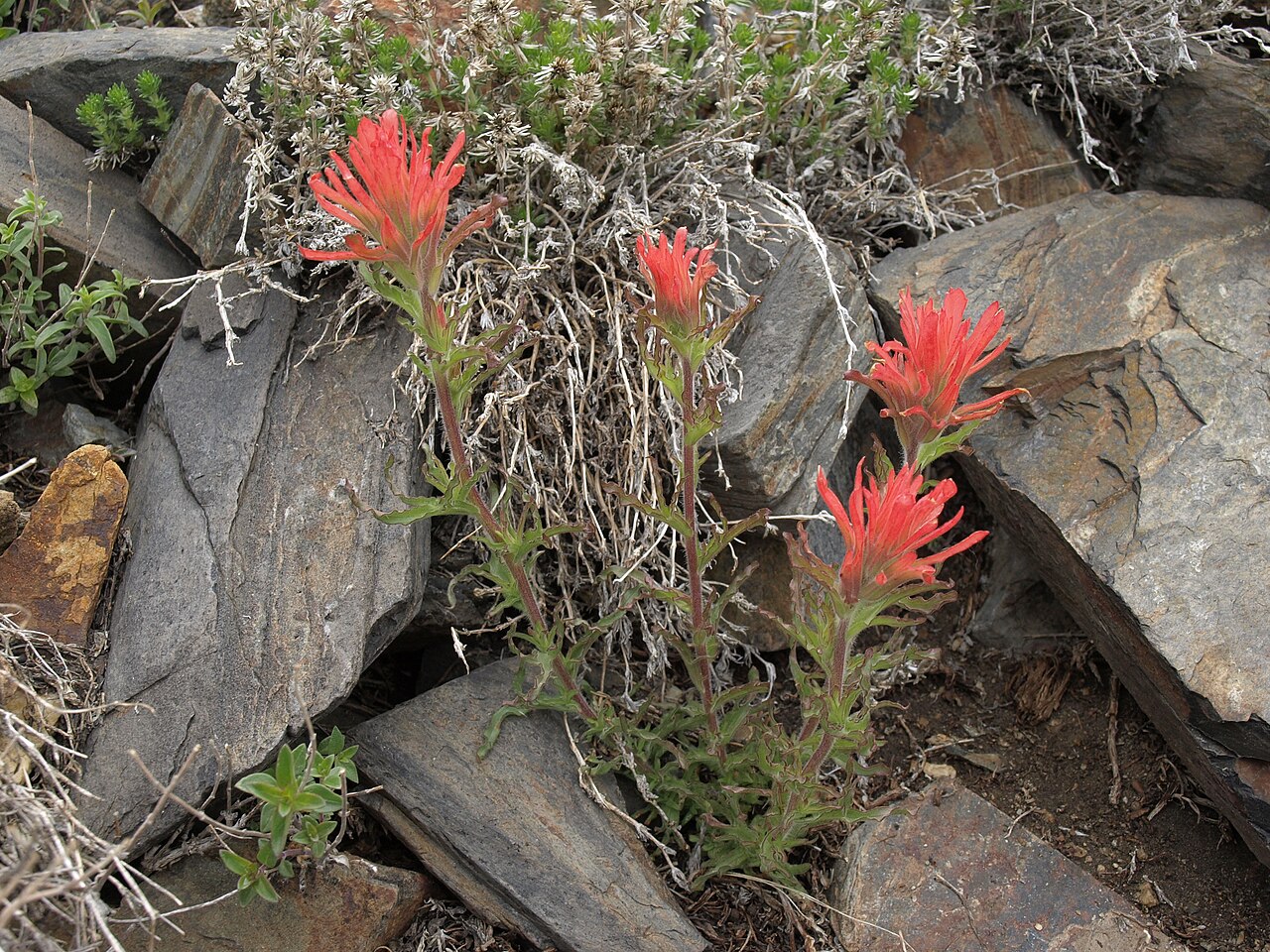 Wavy-leaved Paintbrush (Castilleja applegatei) - PlantNative.org Wavy-leaved paintbrush (Castilleja applegatei) growing among rock slabs at high elevation in the White Mountains