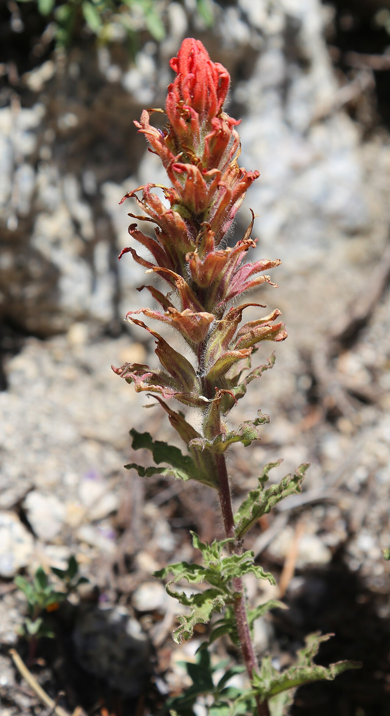 Wavy-leaved Paintbrush (Castilleja applegatei) - PlantNative.org Close-up of a single wavy-leaved paintbrush (Castilleja applegatei) flower spike showing hairy bracts and crinkled wavy leaf margins