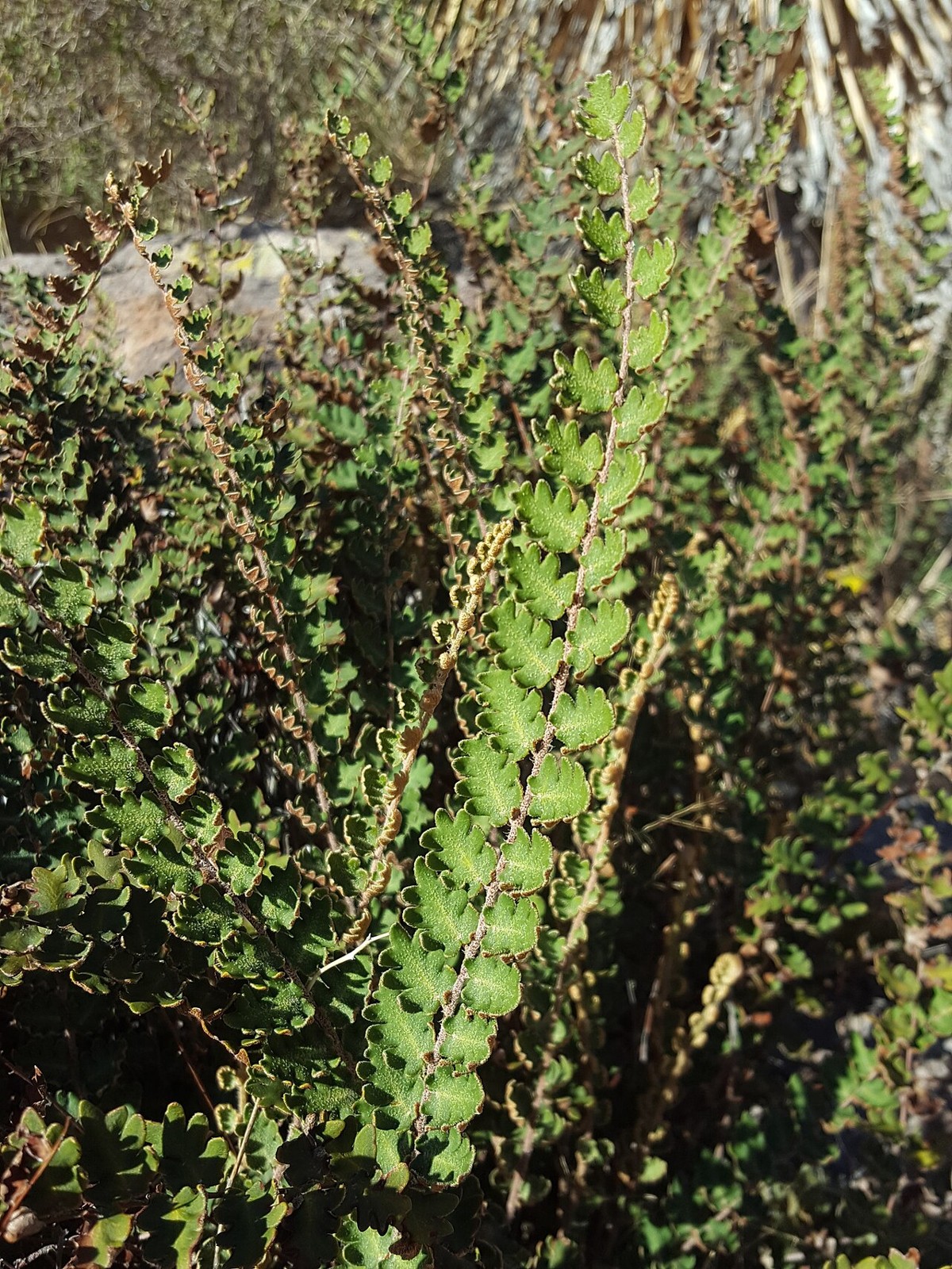 Wavy Scaly Cloak Fern (Astrolepis sinuata) - PlantNative.org Wavy scaly cloak fern (Astrolepis sinuata) narrow once-pinnate fronds with scalloped, wavy-edged leaflets