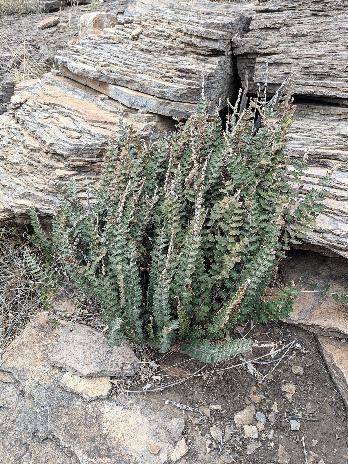 Wavy Scaly Cloak Fern (Astrolepis sinuata) - PlantNative.org Wavy scaly cloak fern (Astrolepis sinuata) clump of gray-green scaly fronds growing from a crevice in layered rock