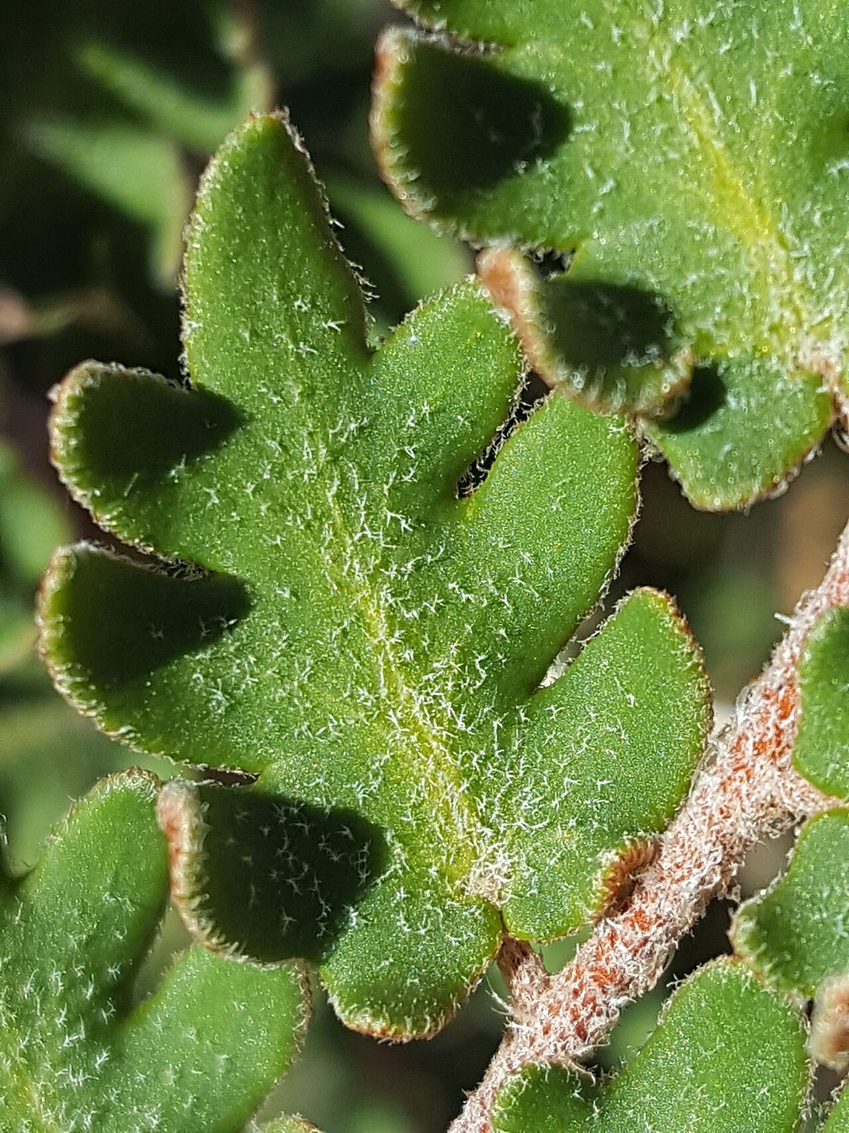 Wavy Scaly Cloak Fern (Astrolepis sinuata) - PlantNative.org Close-up of wavy scaly cloak fern (Astrolepis sinuata) leaflet covered in dense pale star-shaped scales