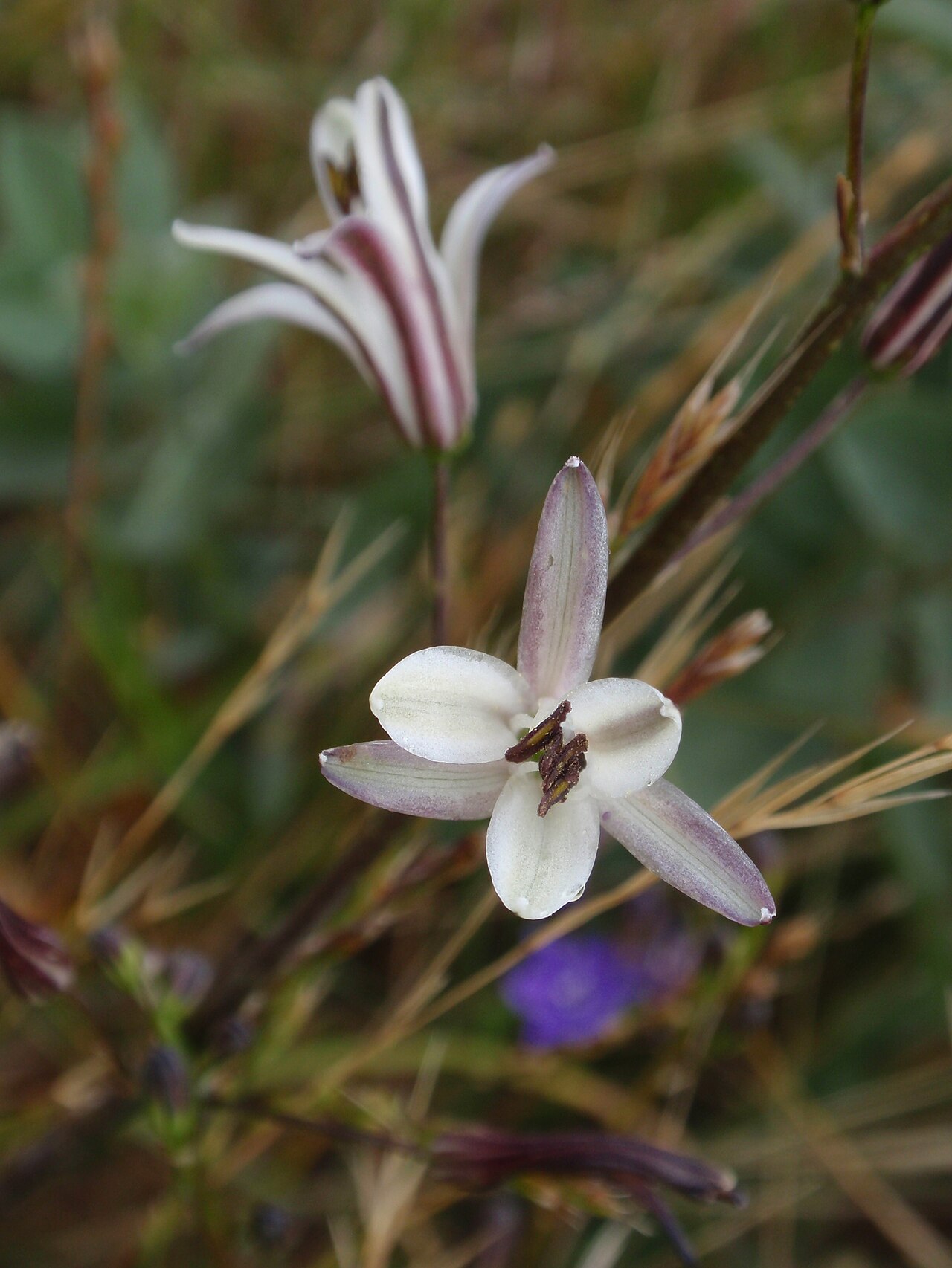 Wavyleaf Soap Plant (Chlorogalum pomeridianum) - PlantNative.org Close-up of a single wavyleaf soap plant flower showing purple-striped white tepals and protruding yellow-tipped stamens