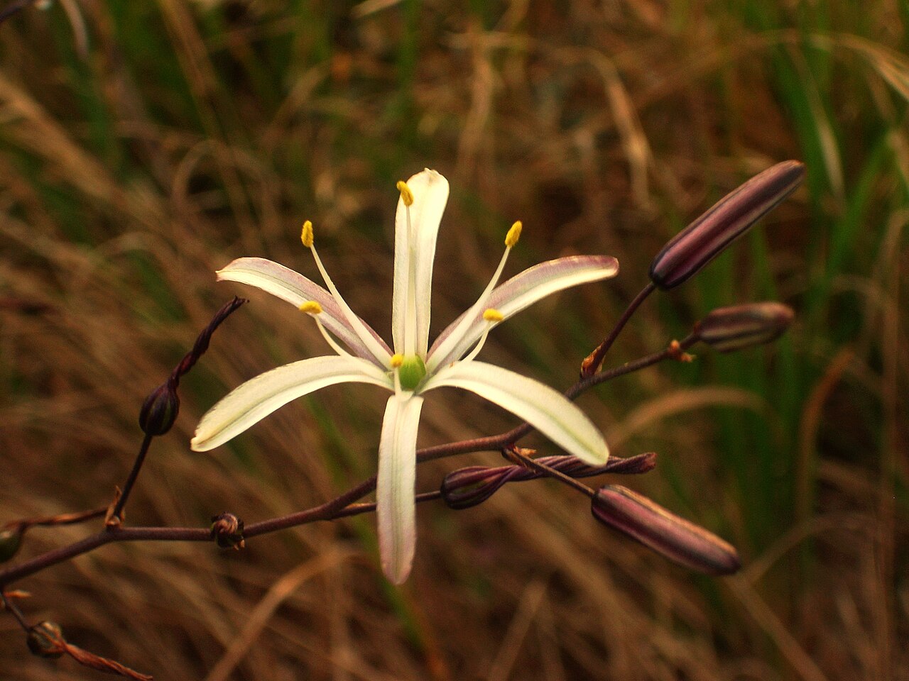 Wavyleaf Soap Plant (Chlorogalum pomeridianum) - PlantNative.org Wavyleaf soap plant (Chlorogalum pomeridianum) flower with six recurved white tepals striped with purple and yellow anthers, growing among dry grass