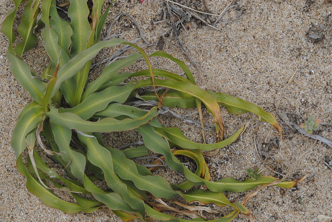 Wavyleaf Soap Plant (Chlorogalum pomeridianum) - PlantNative.org Wavyleaf soap plant basal leaf rosette with distinctively wavy, crinkled leaf margins growing in sandy soil