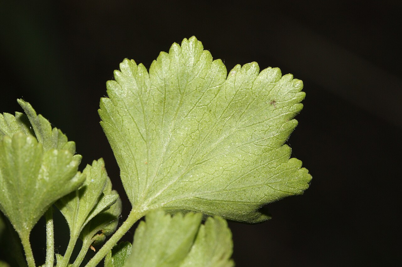 Close-up of a rounded, toothed wax currant (Ribes cereum) leaf showing waxy texture