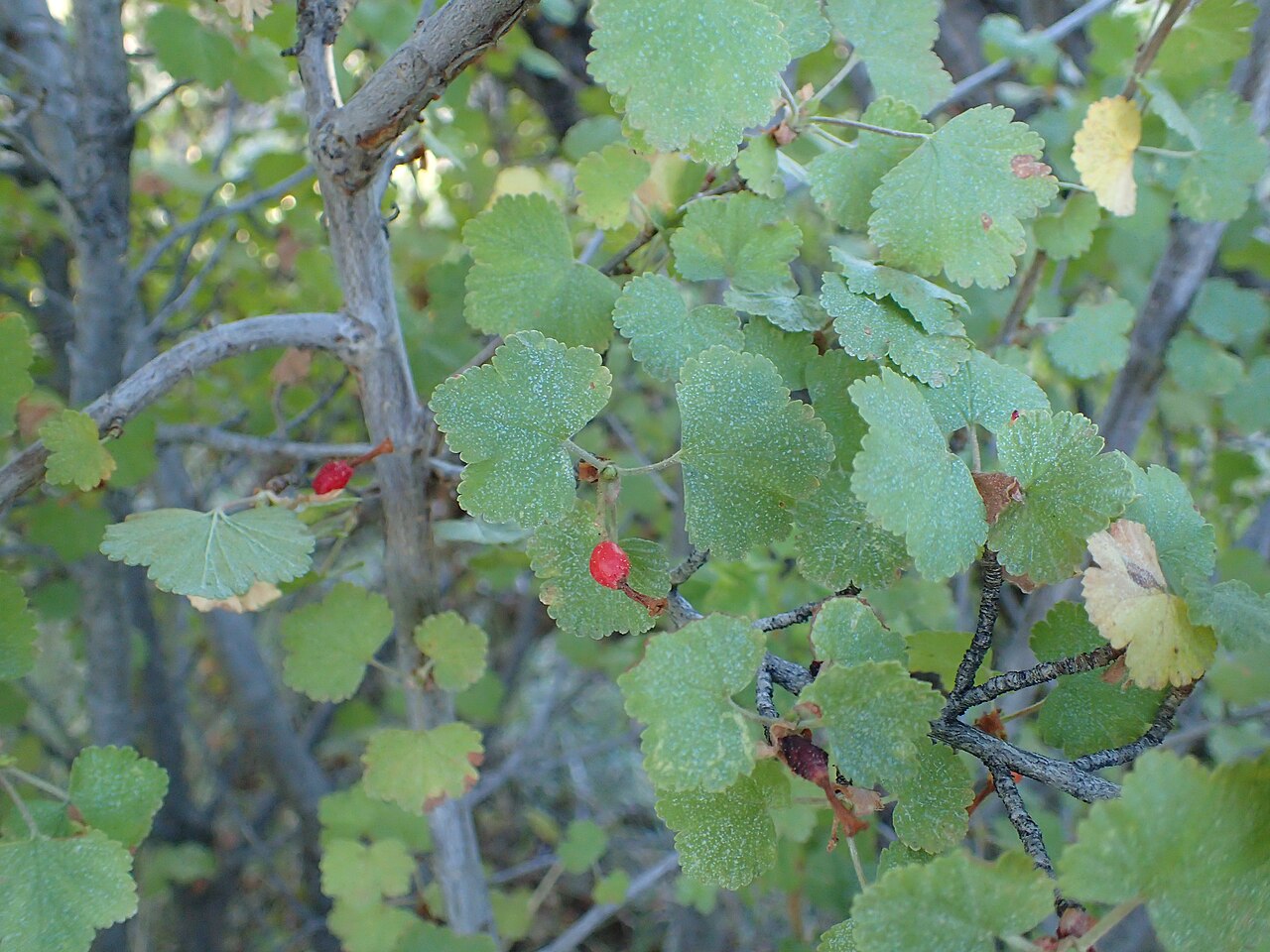 Wax currant (Ribes cereum) shrub with rounded lobed leaves and small red berries at Grand Canyon National Park