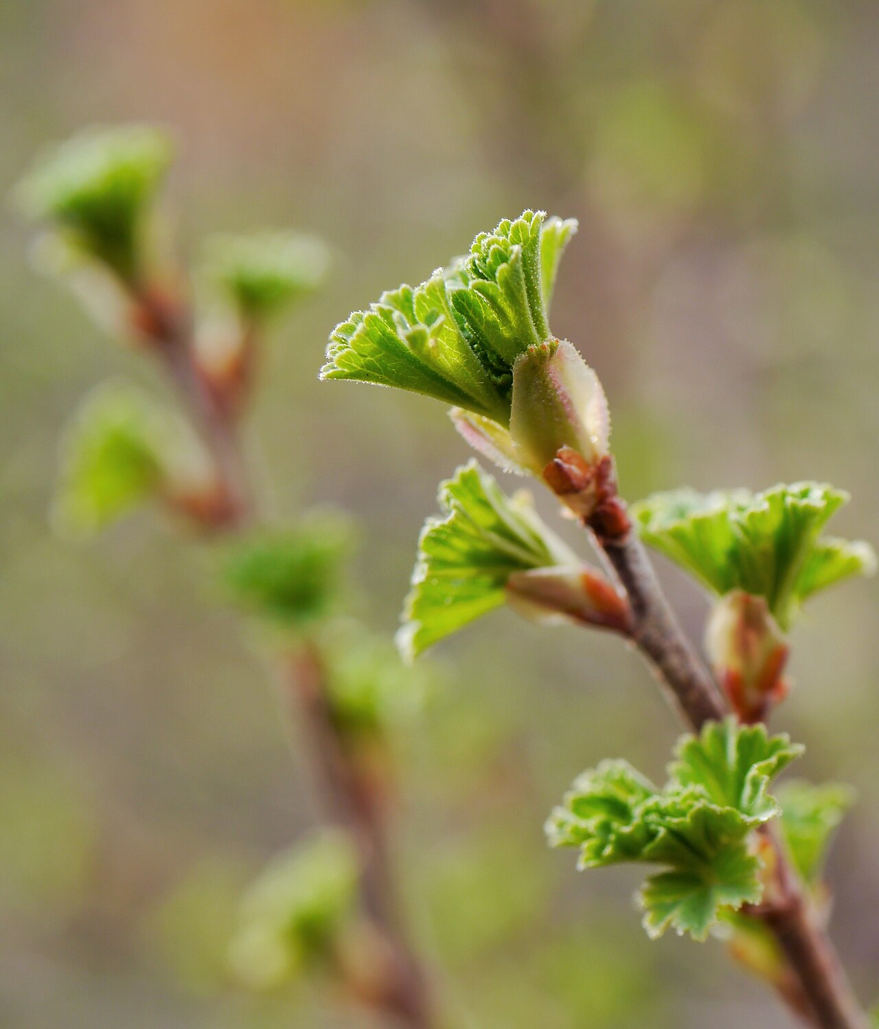 New wax currant (Ribes cereum) leaves emerging in early spring on a reddish twig