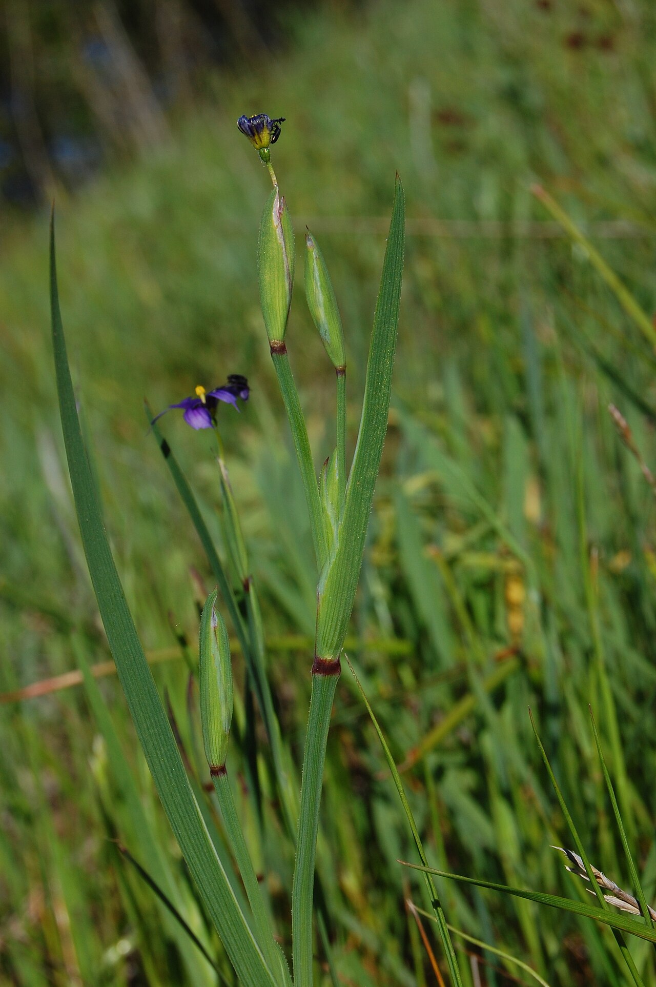 Western blue-eyed grass (Sisyrinchium bellum) narrow grass-like leaves and flower buds with a pollinator