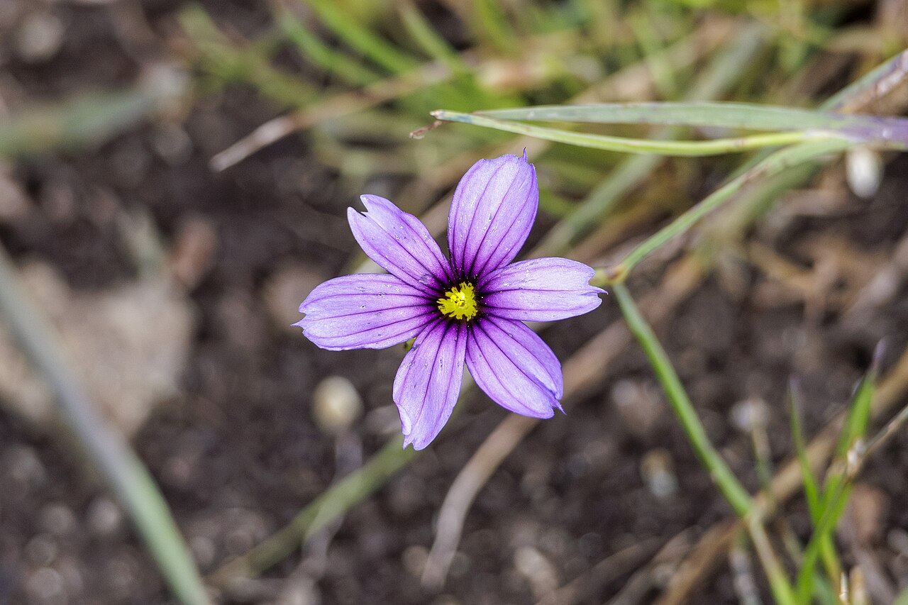 Western blue-eyed grass (Sisyrinchium bellum) growing among grasses with a flower and seed pods