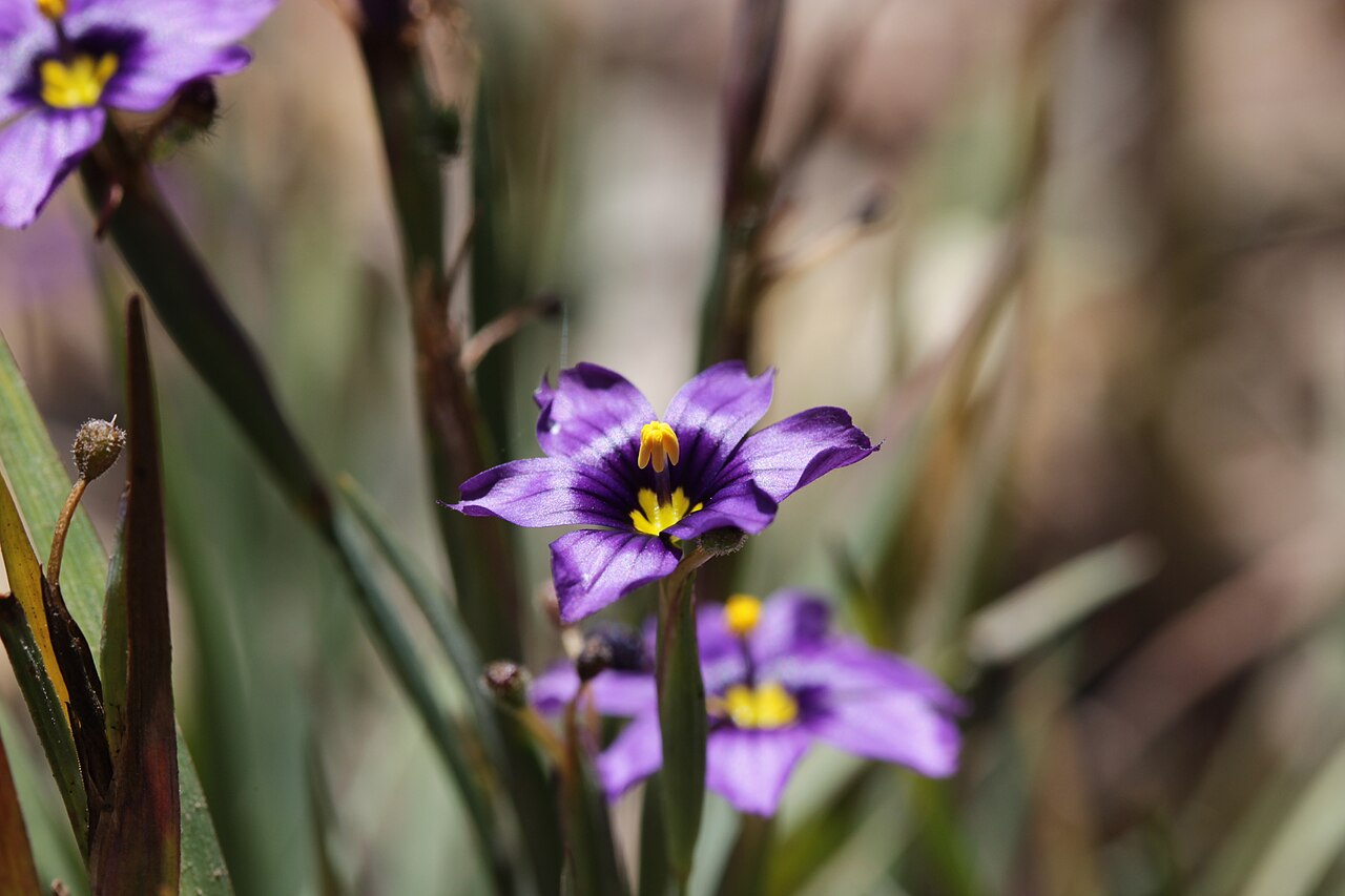 Western blue-eyed grass (Sisyrinchium bellum) purple-blue star-shaped flower with a yellow center