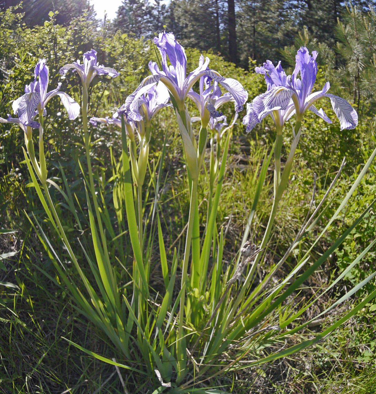 Western Blue Flag (Iris missouriensis) - PlantNative.org Clump of Western Blue Flag Iris (Iris missouriensis) in bloom with pale lavender-veined flowers at Squilchuck State Park, Washington