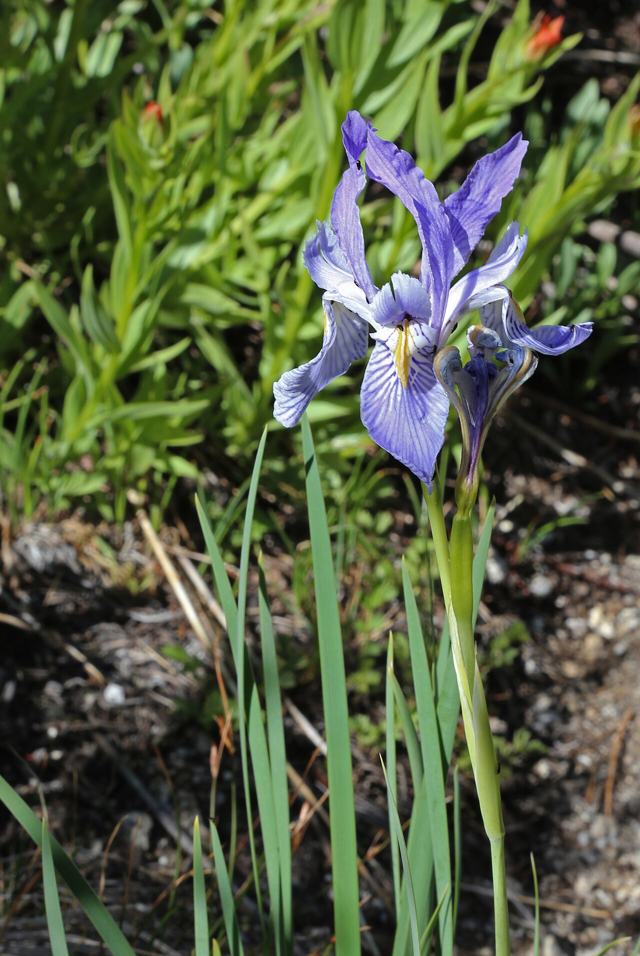 Western Blue Flag (Iris missouriensis) - PlantNative.org Close-up of a single Western Blue Flag Iris (Iris missouriensis) flower showing pale lavender petals with dark purple veining and a yellow signal patch